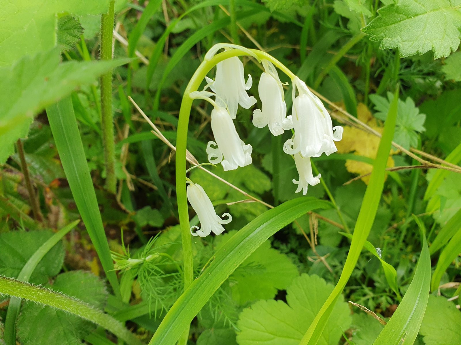 English bluebell