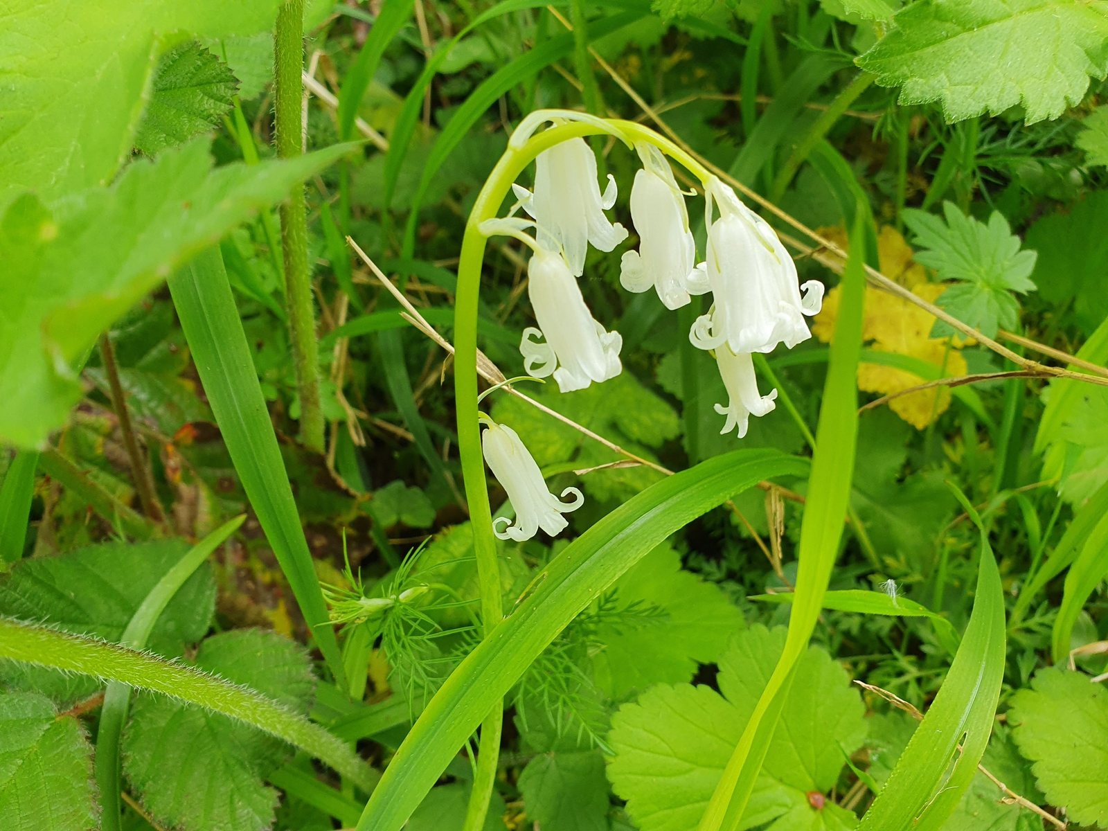 English bluebell