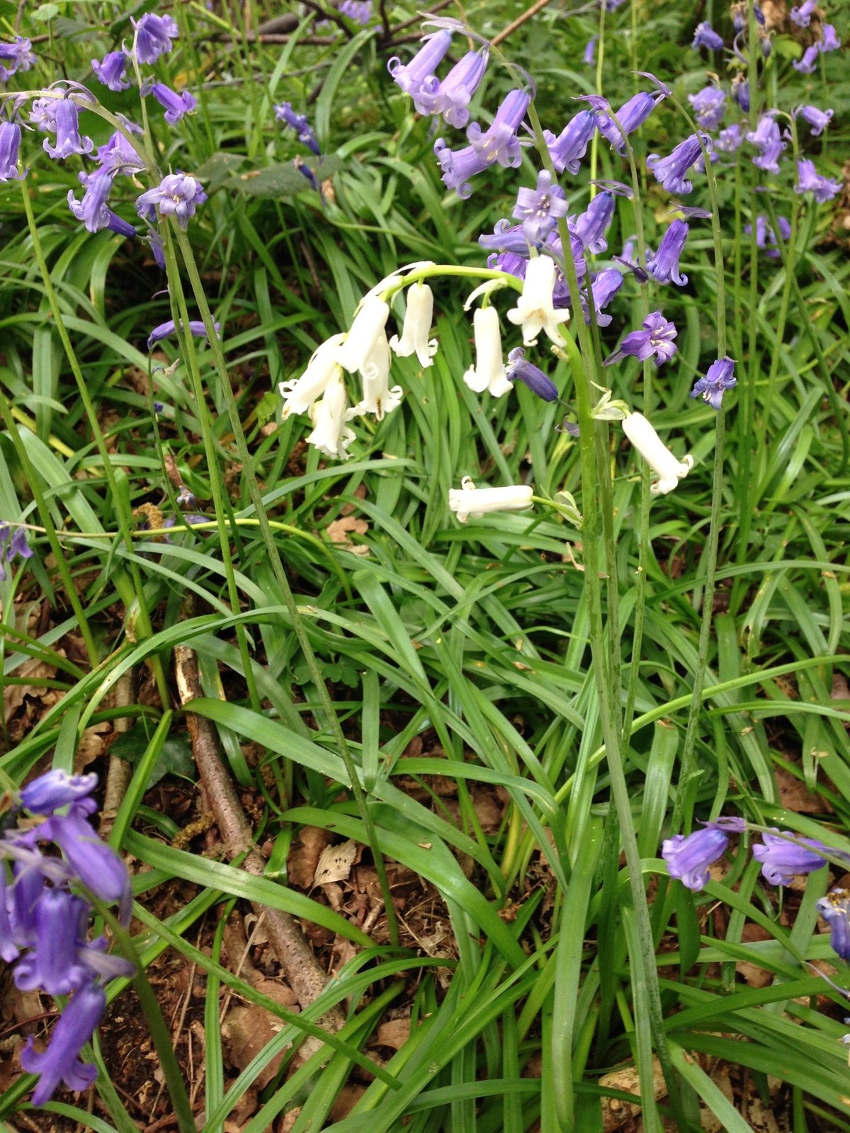 English bluebell