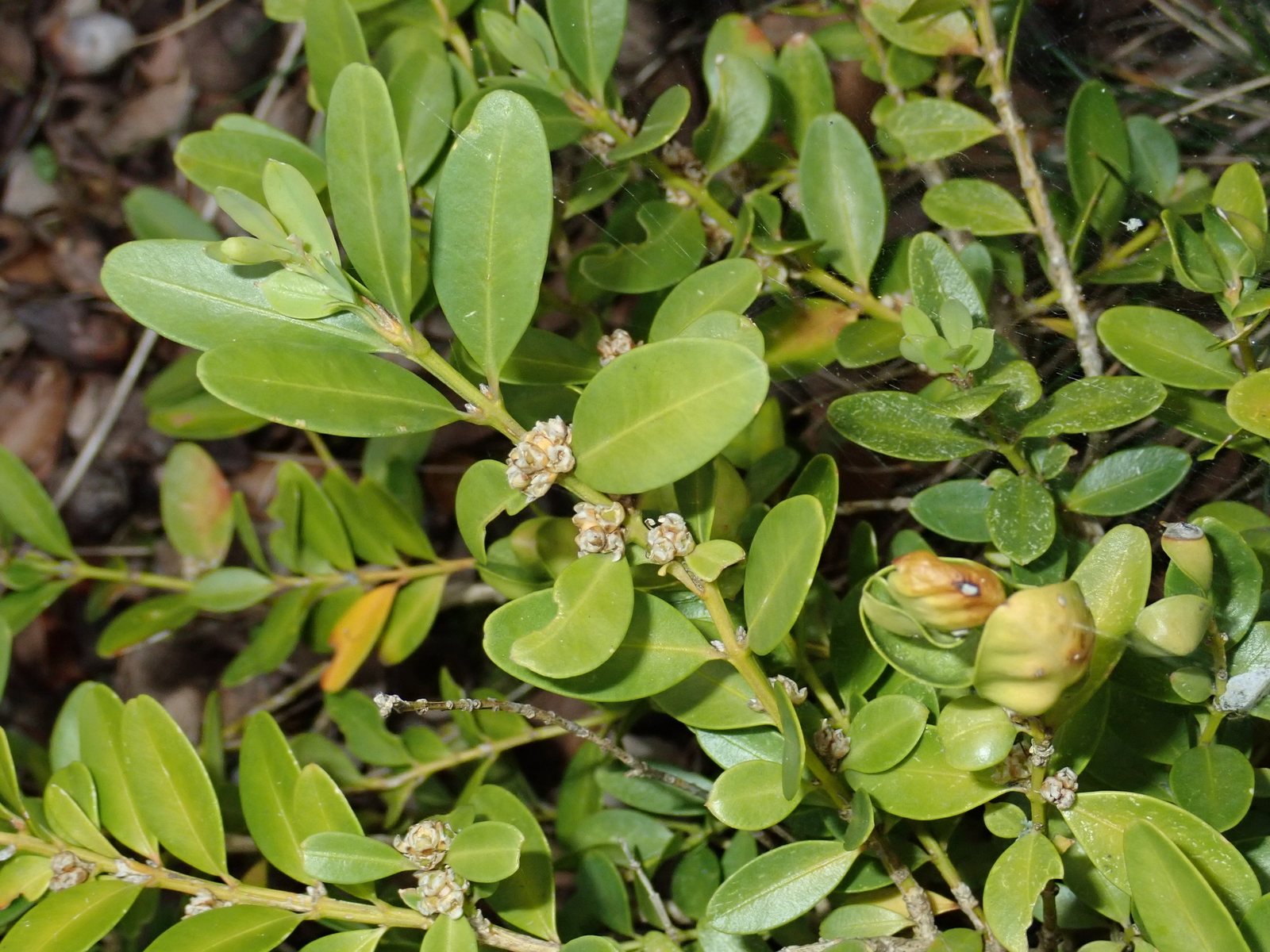 English edging boxwood