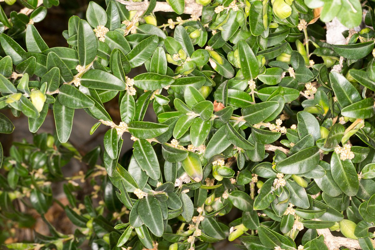 English edging boxwood