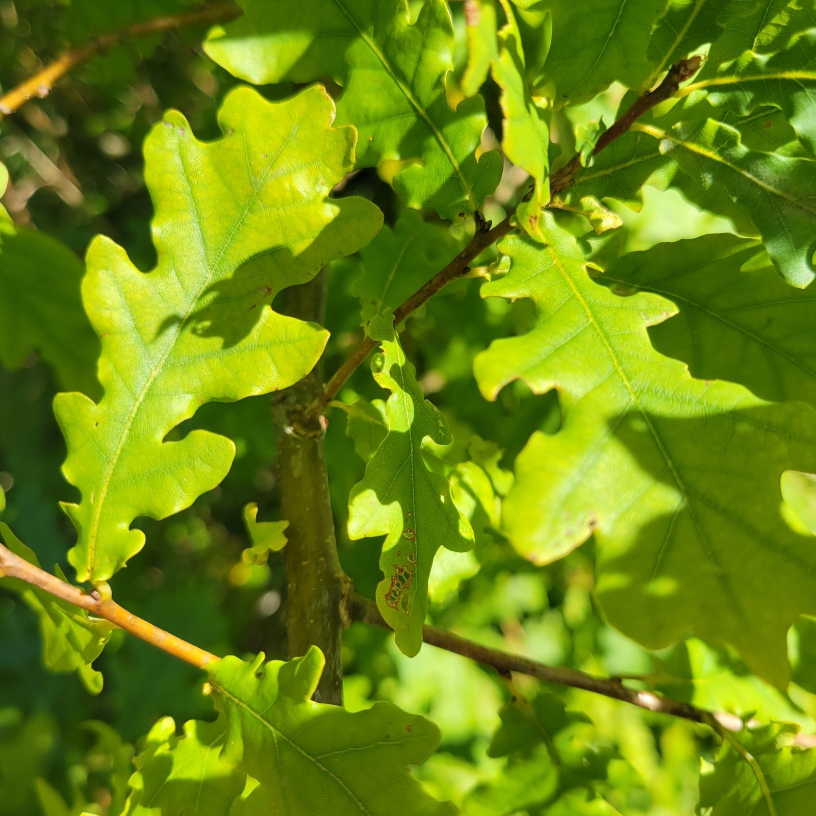 English oak