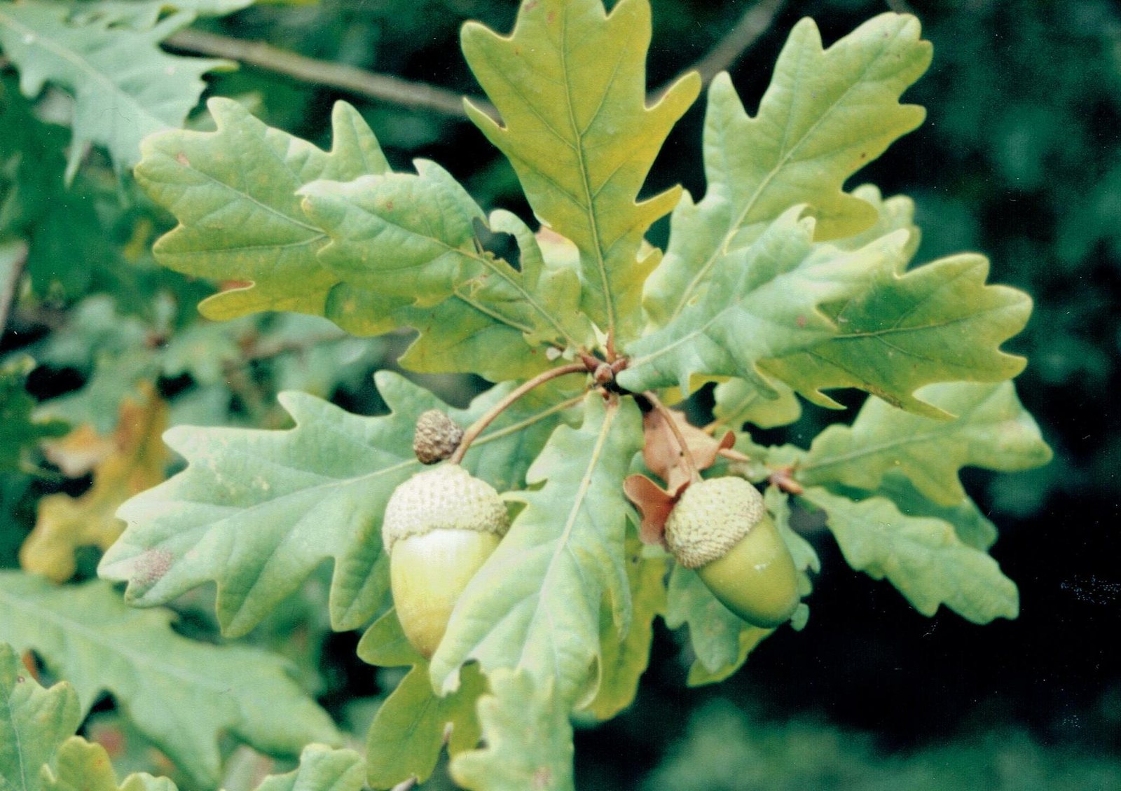 English oak