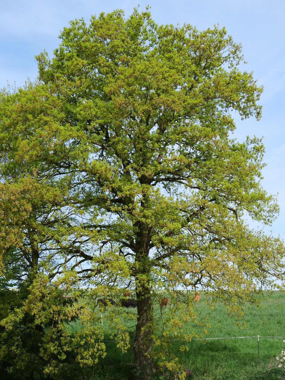 English oak