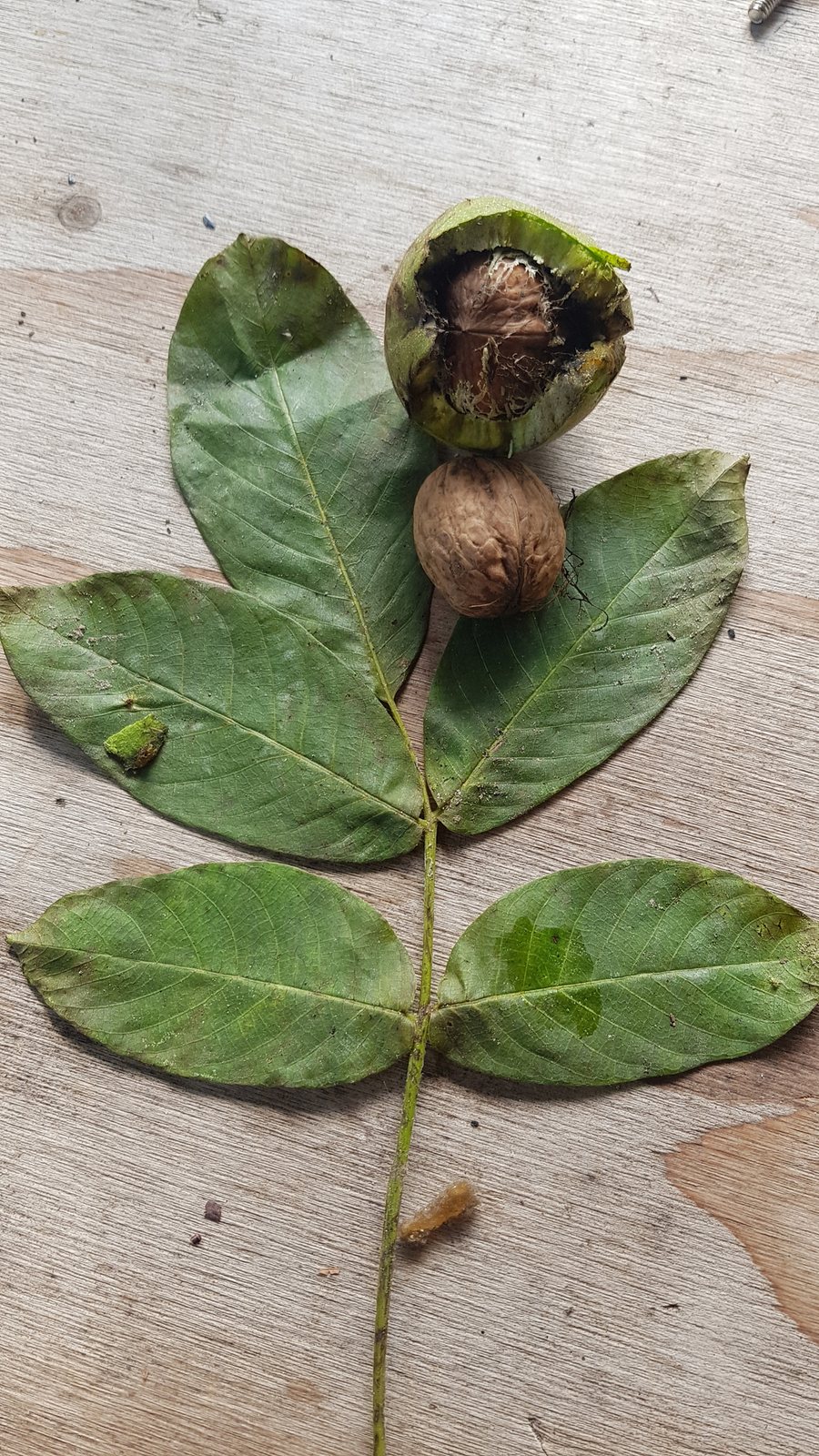 English walnut