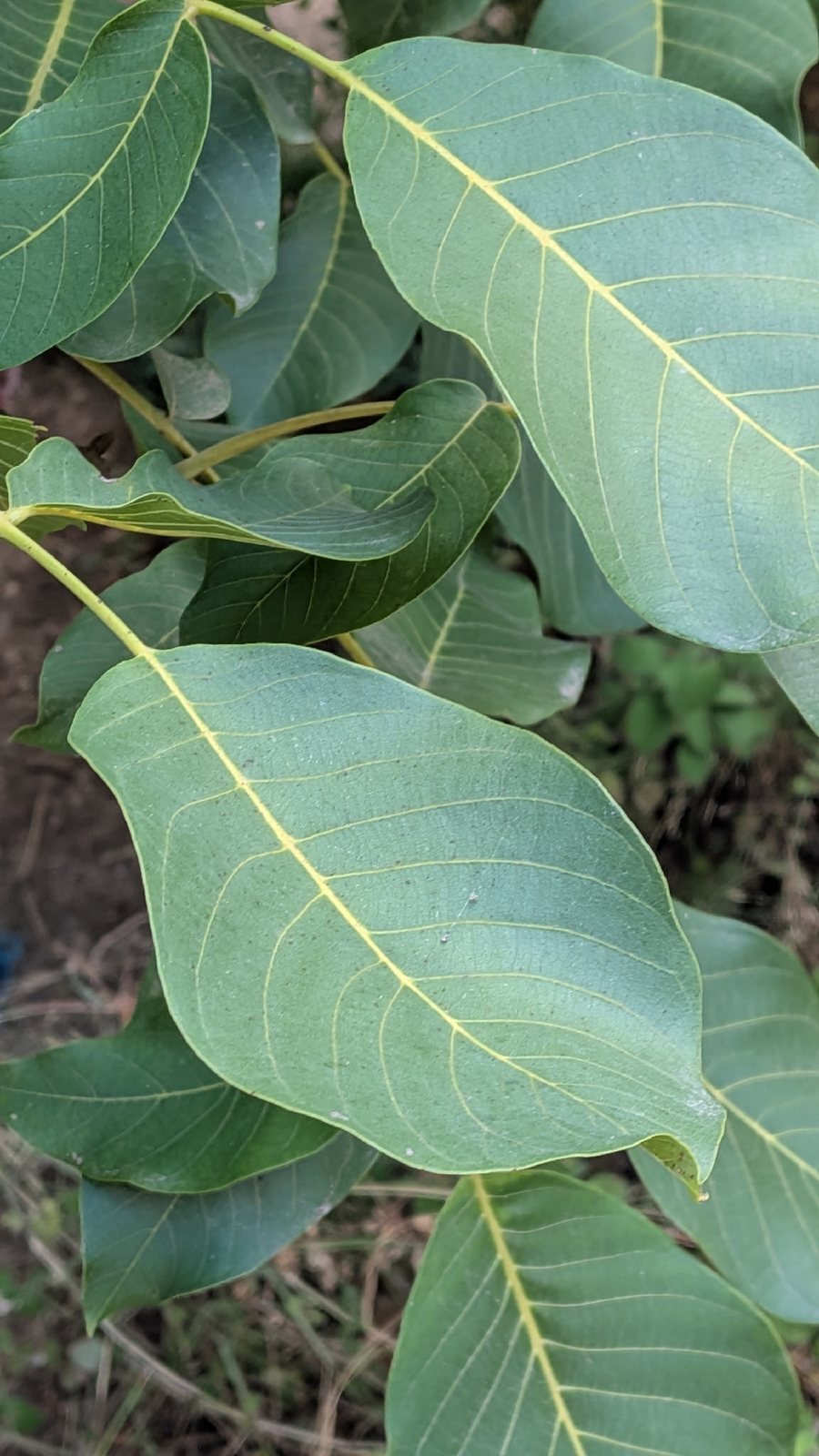 English walnut