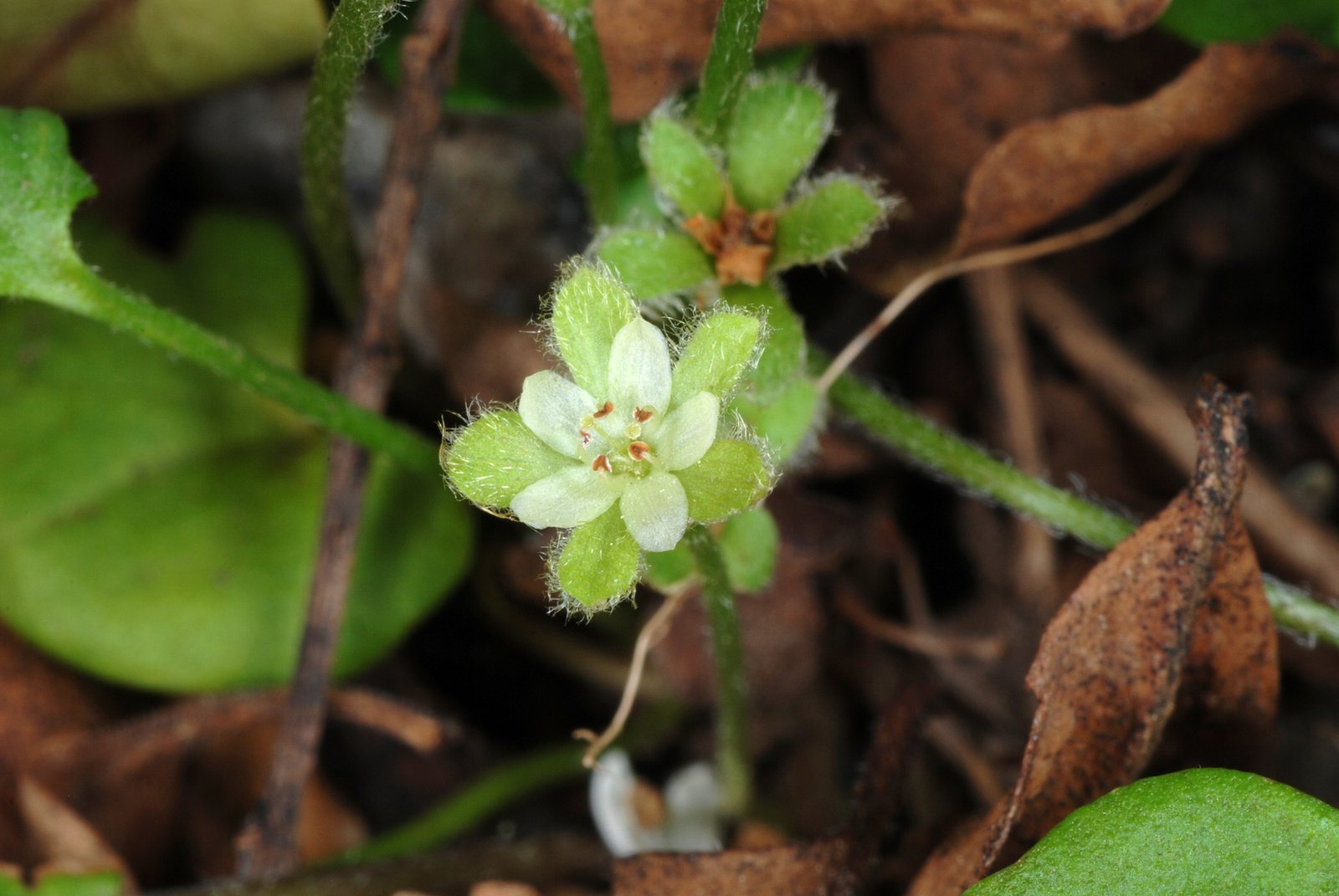Escallonia 'Iveyi'