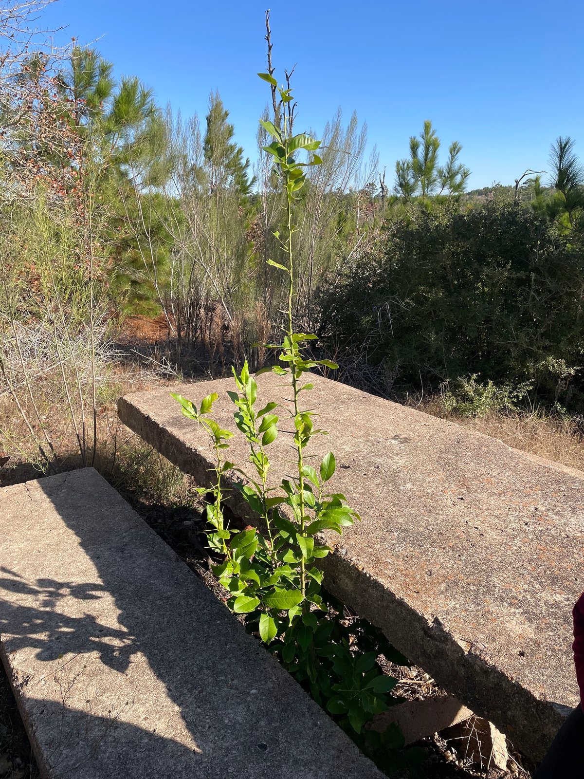Eureka lemon