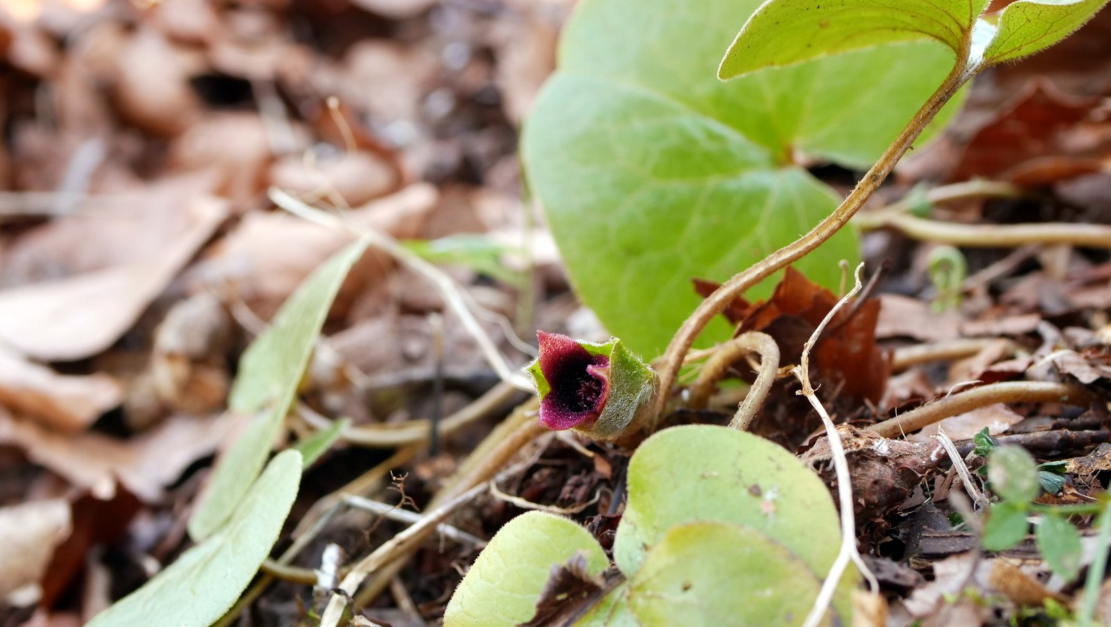 European wild ginger