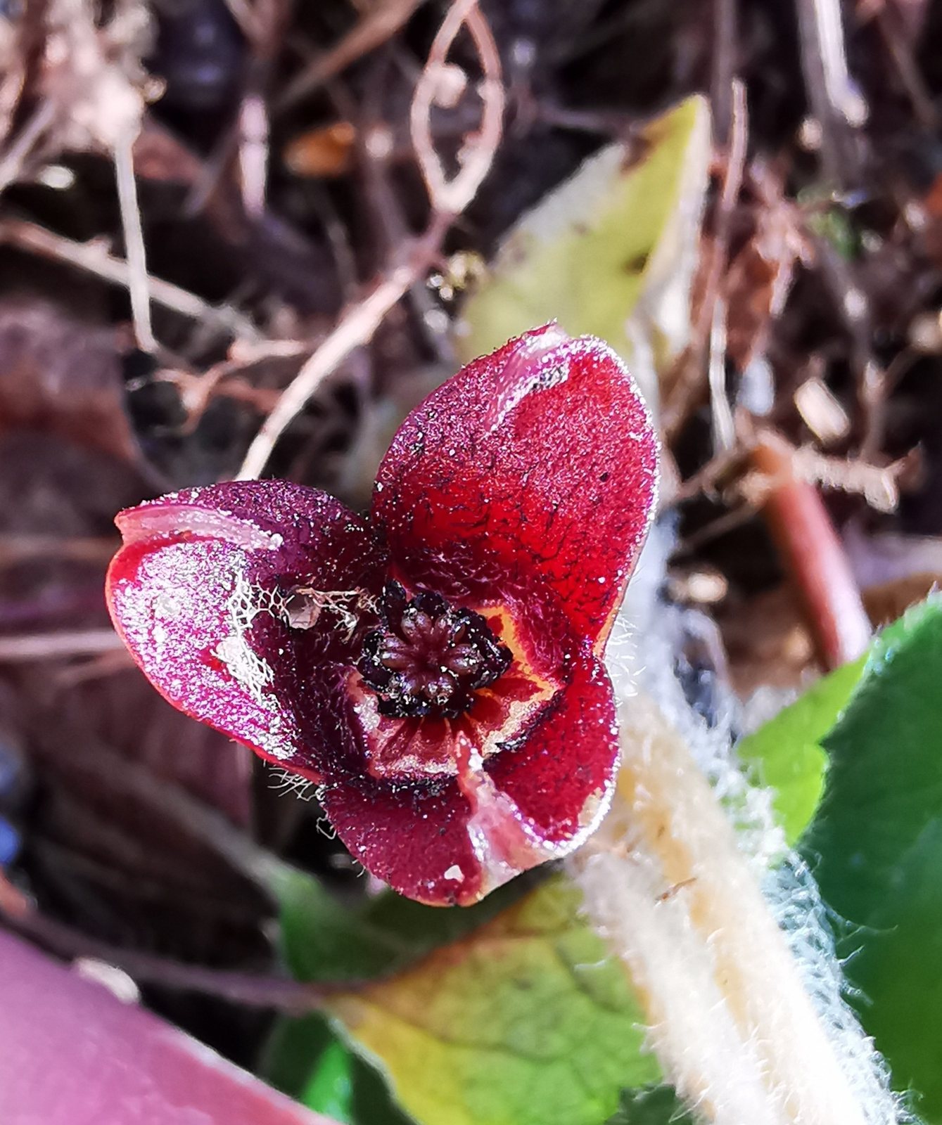 European wild ginger