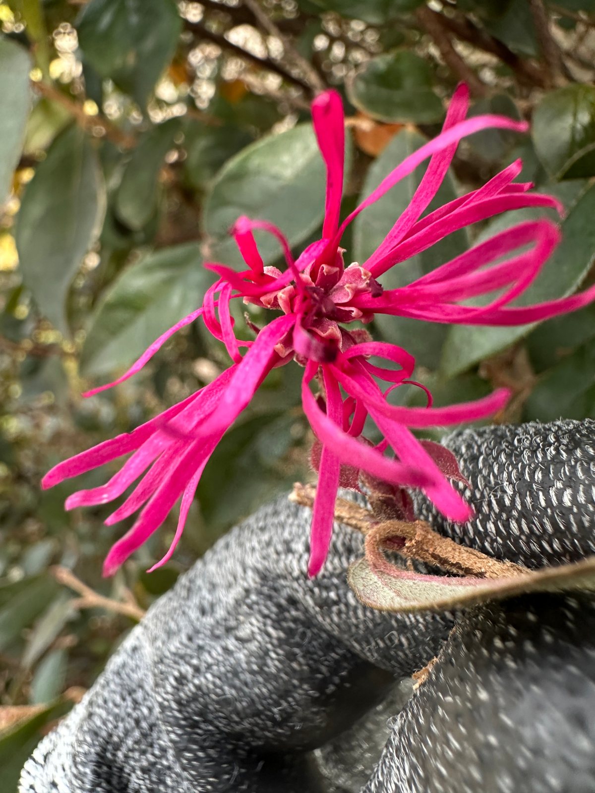 Ever Red loropetalum