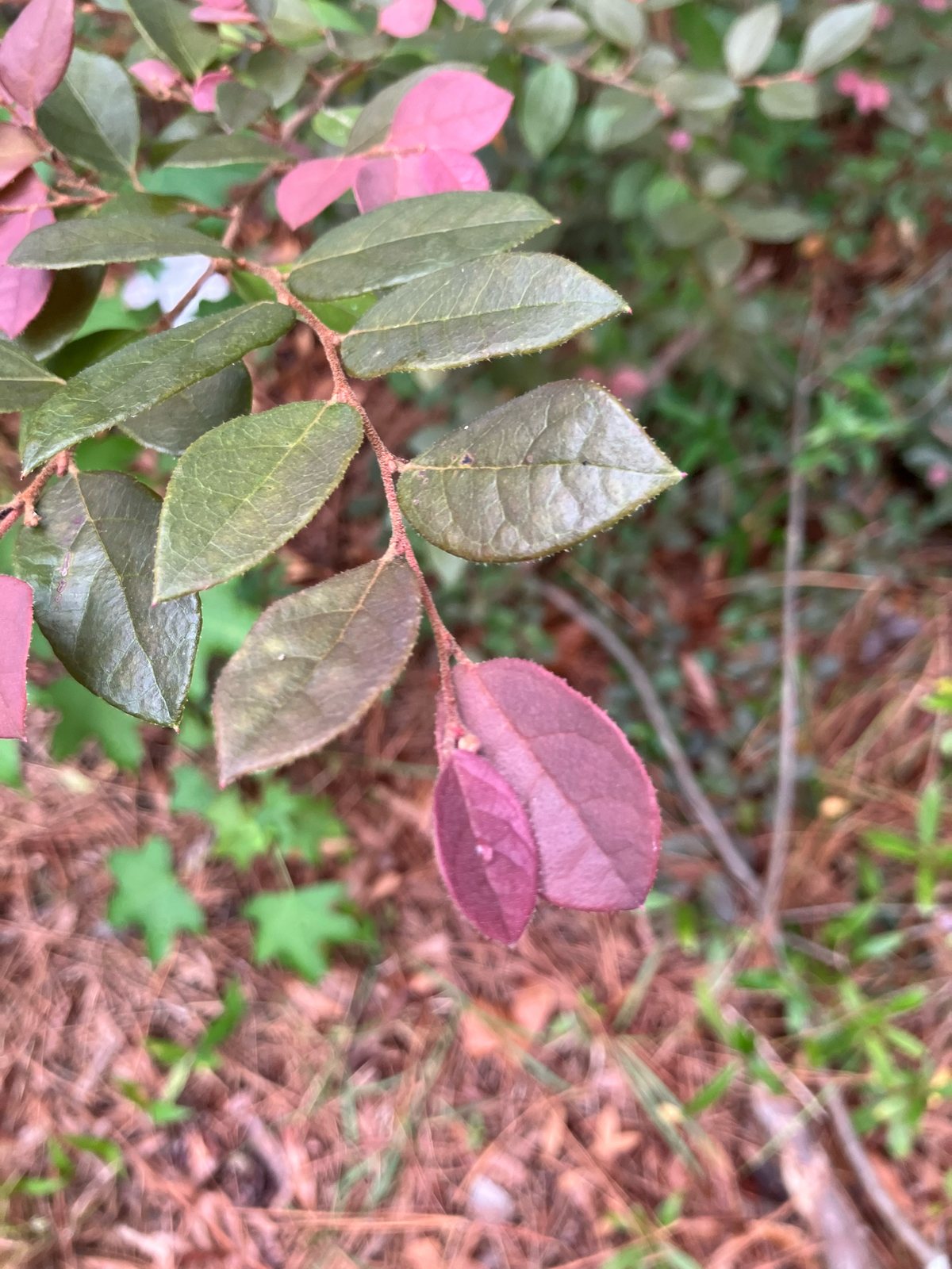 Ever Red loropetalum