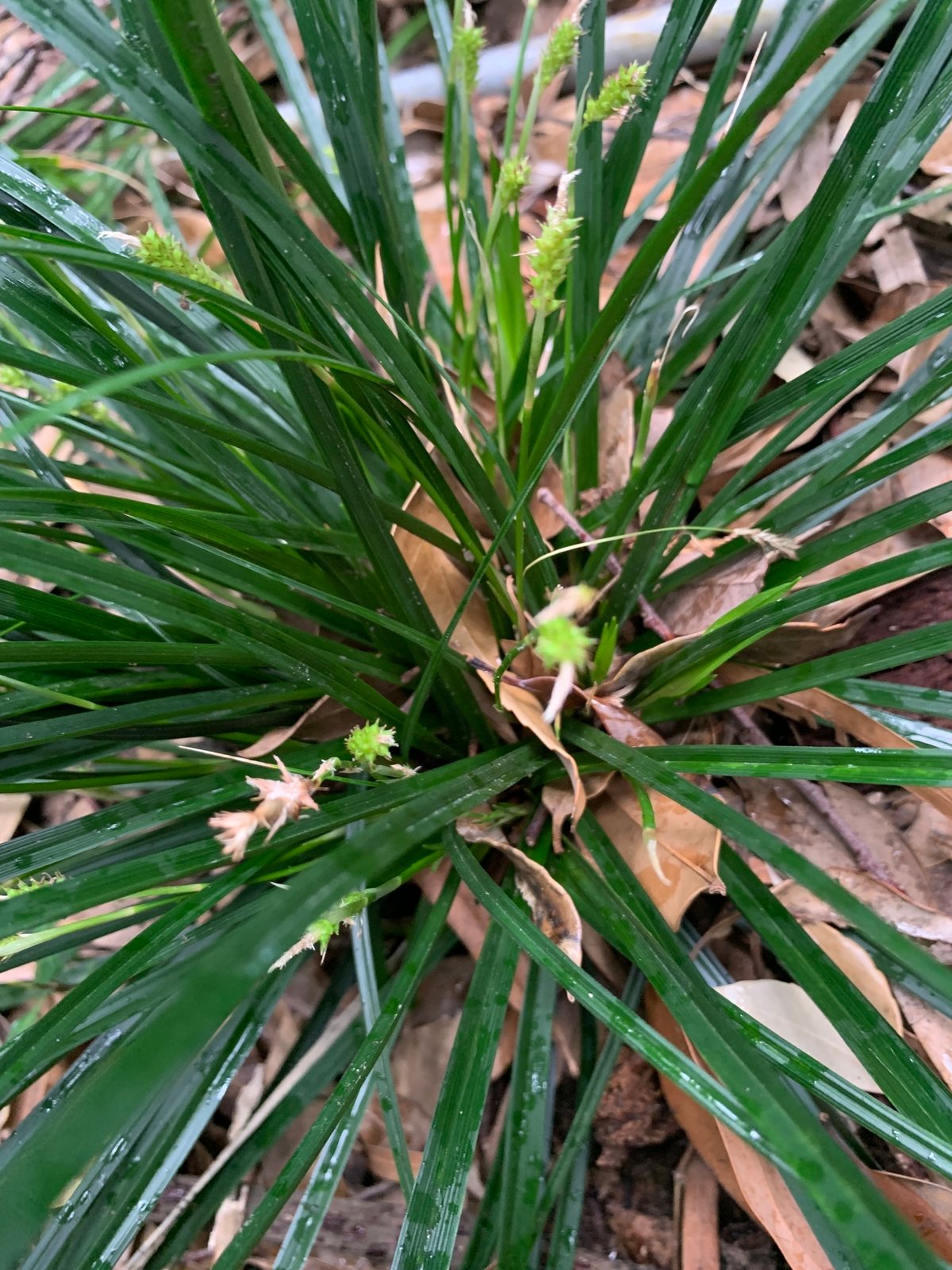 Evergold sedge