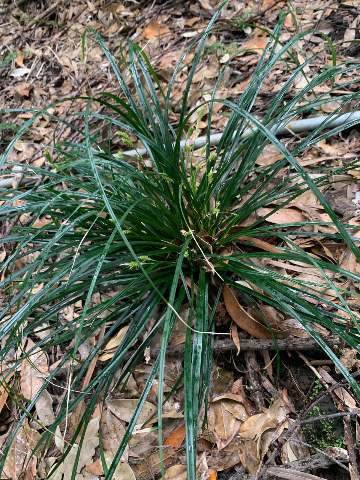 Evergold sedge