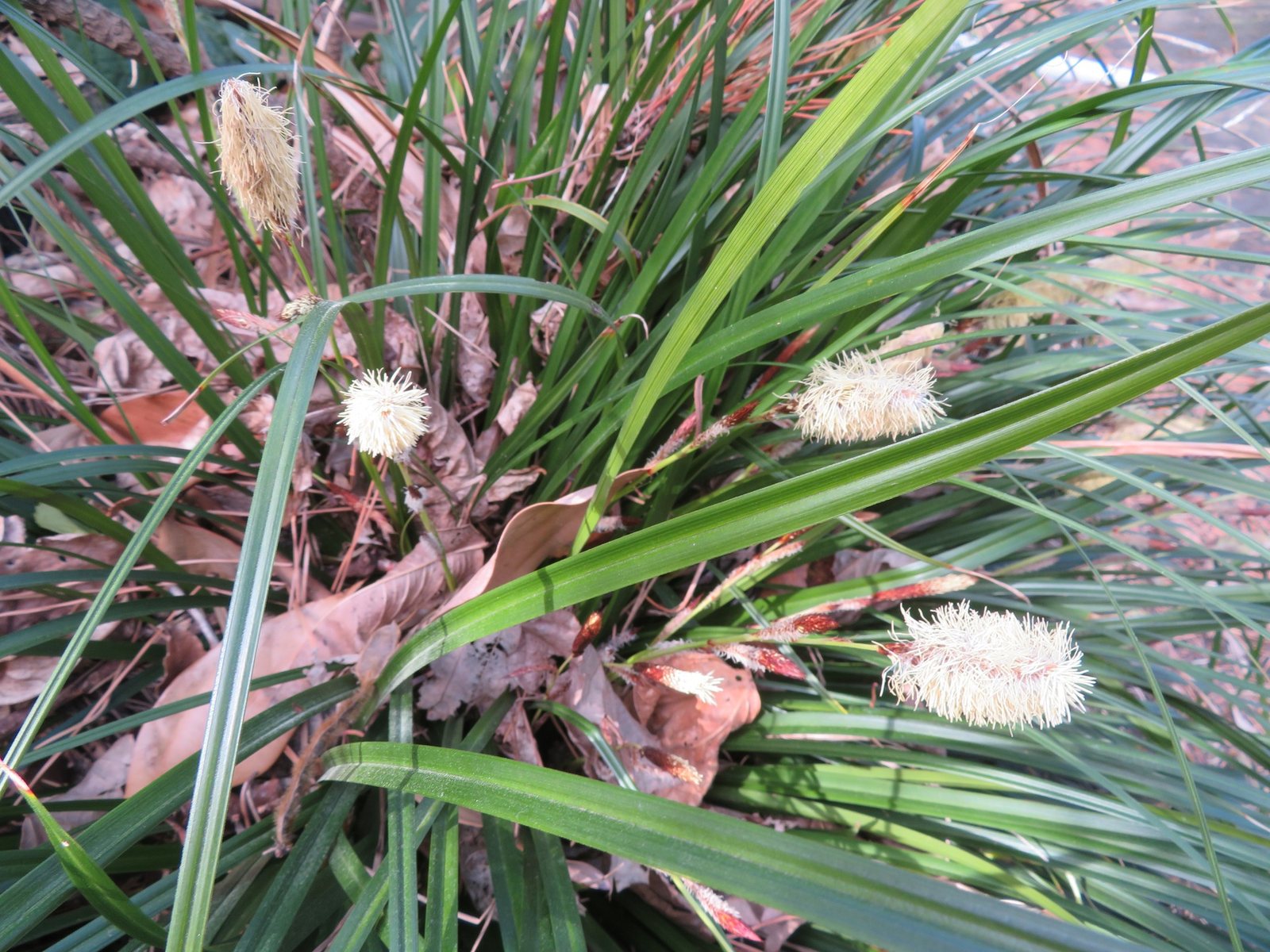 Evergold sedge