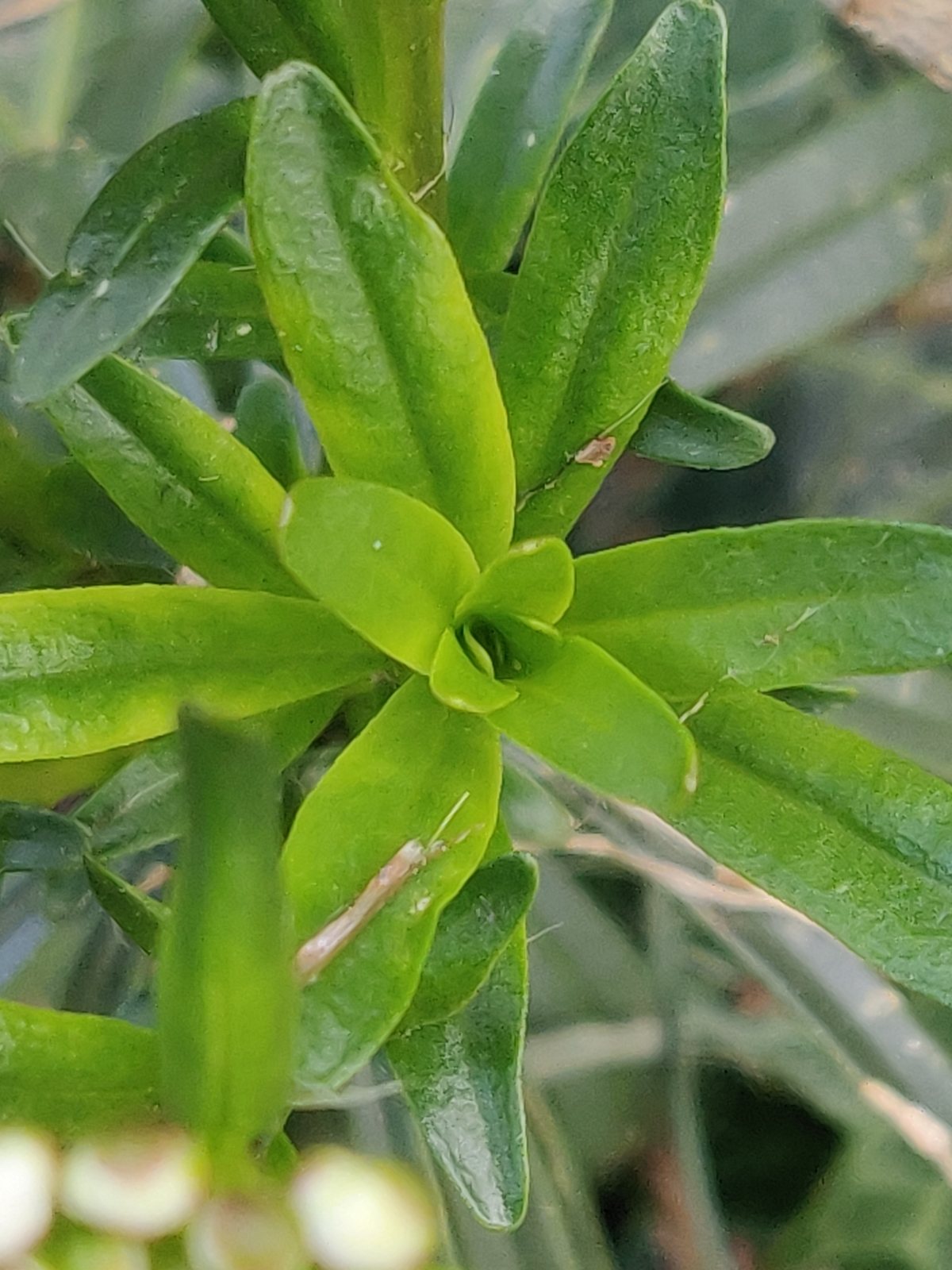Evergreen candytuft