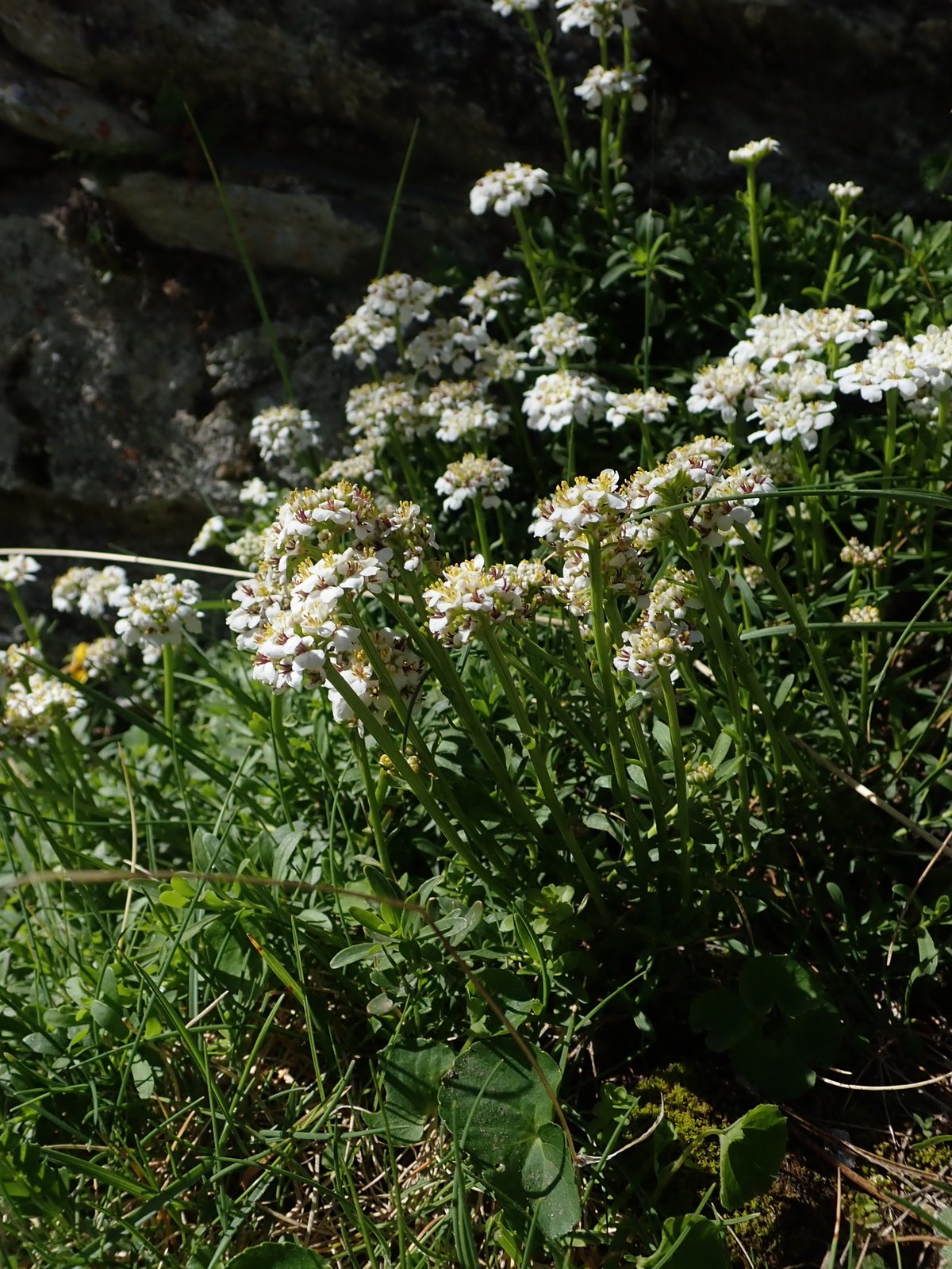 Evergreen candytuft