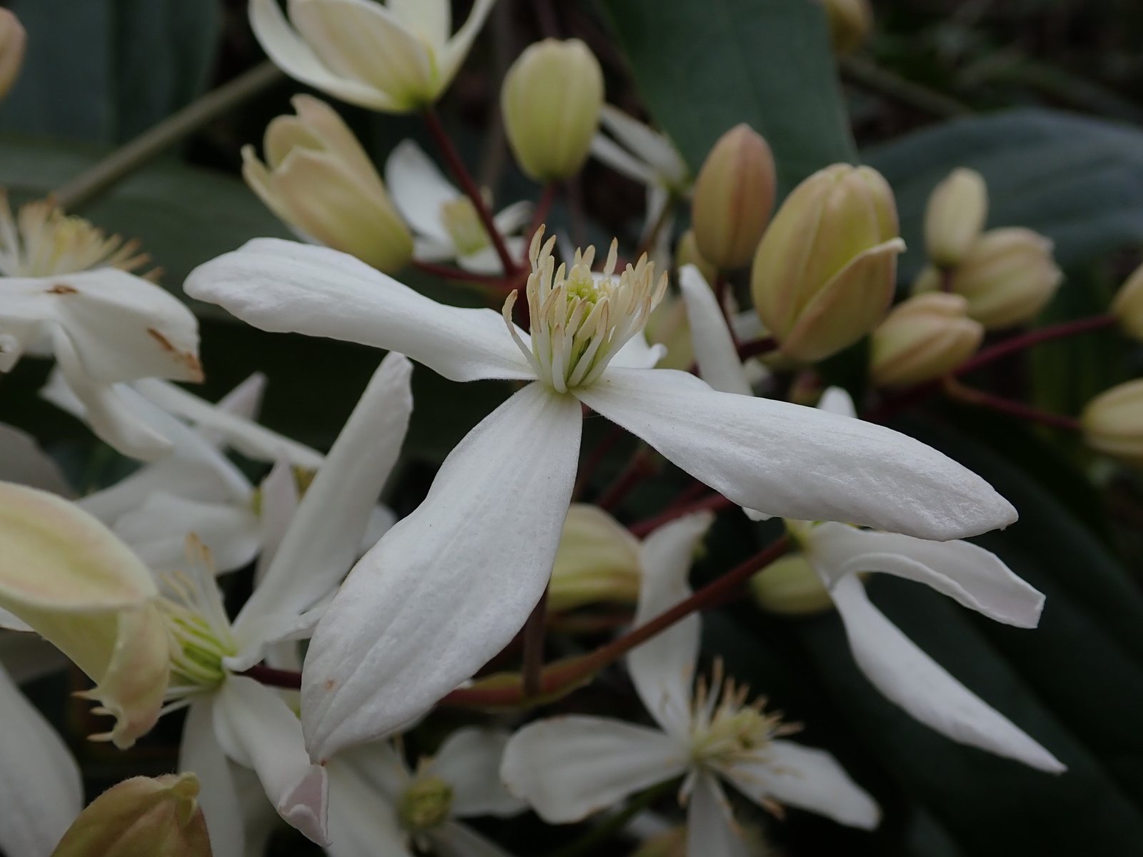 Evergreen clematis