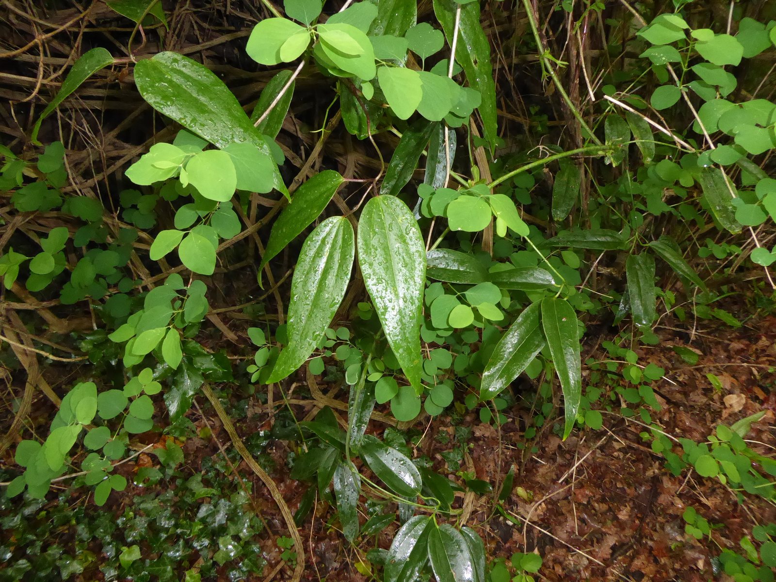Evergreen clematis