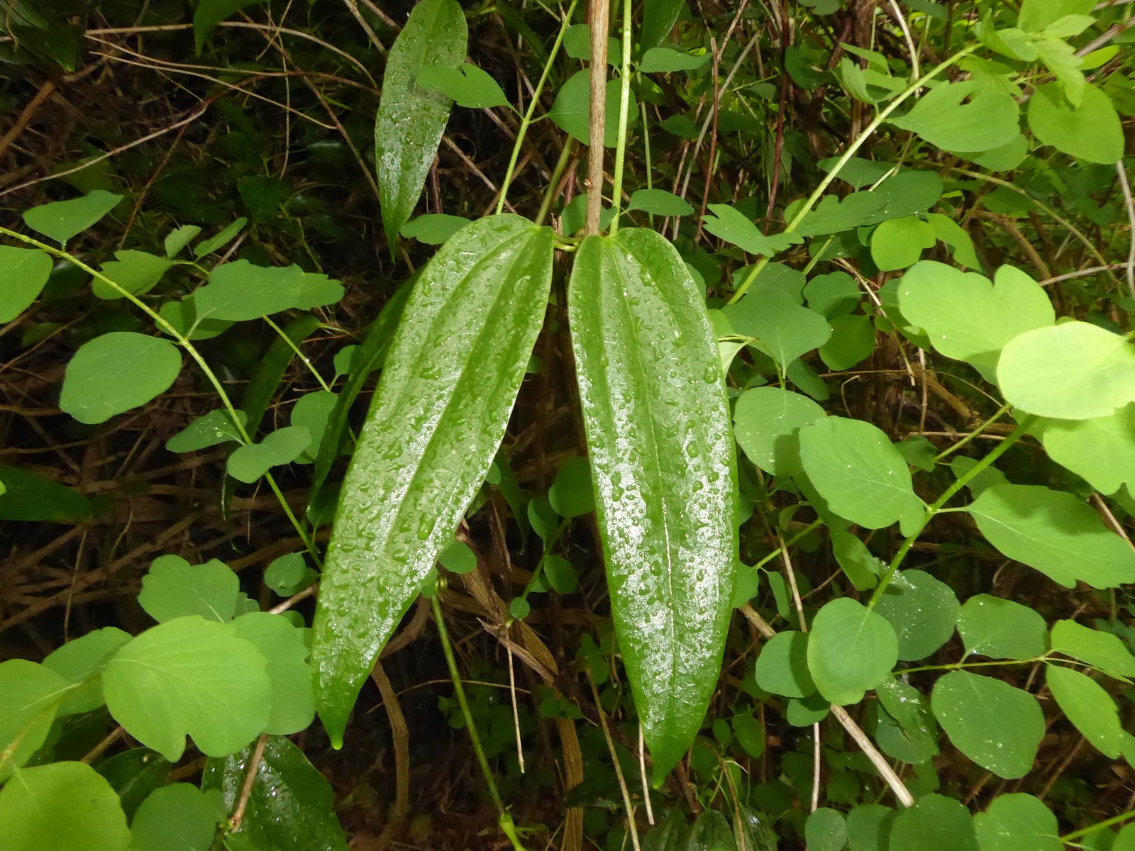 Evergreen clematis
