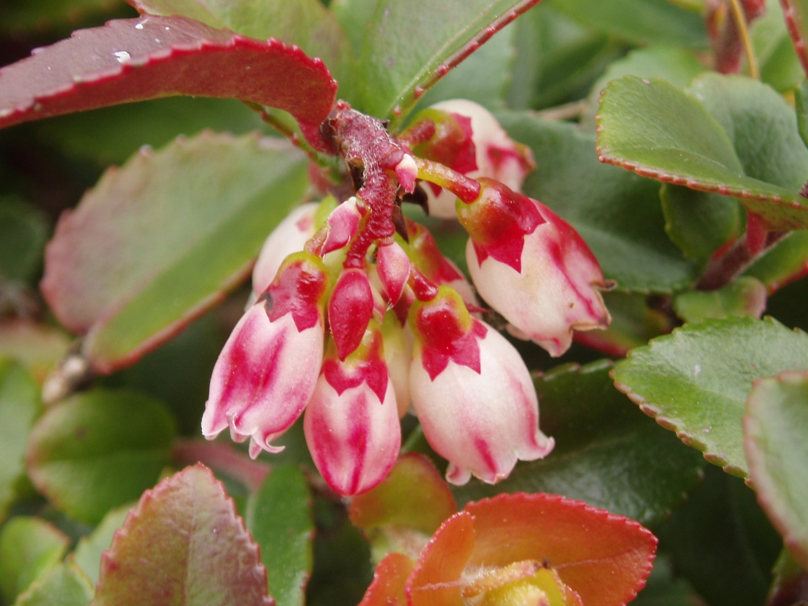 Evergreen huckleberry