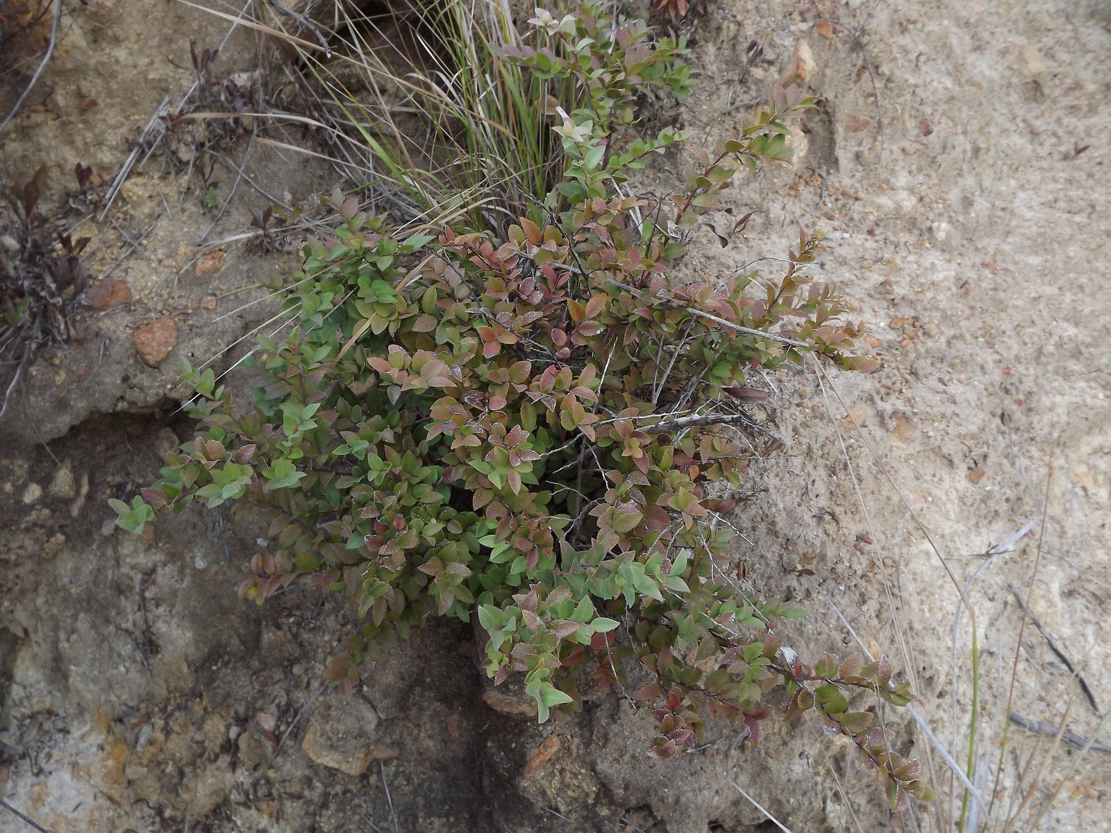 Evergreen huckleberry
