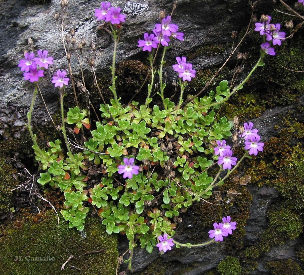 Fairy foxglove
