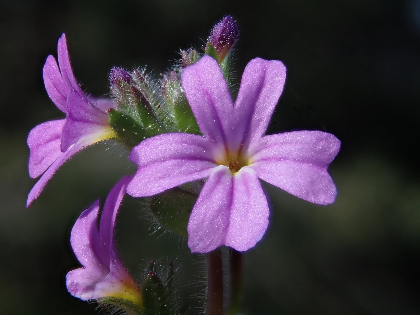 Fairy foxglove