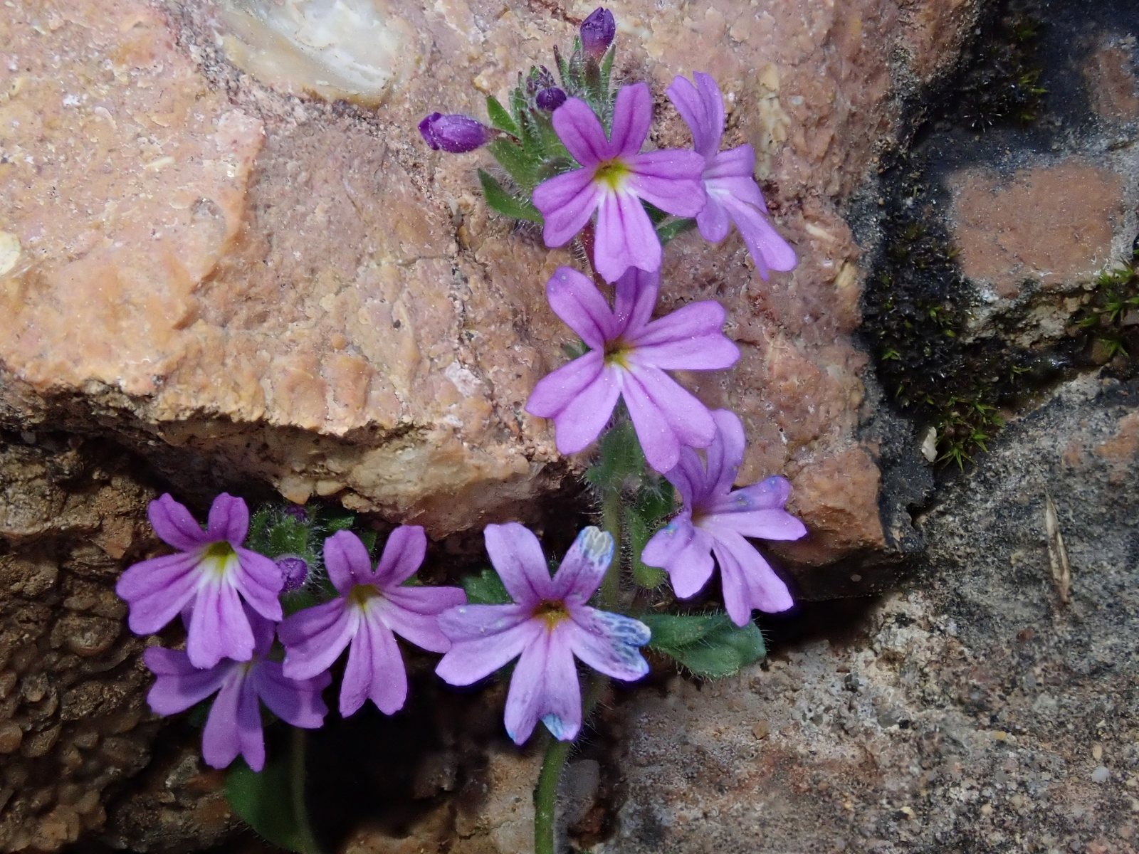 Fairy foxglove