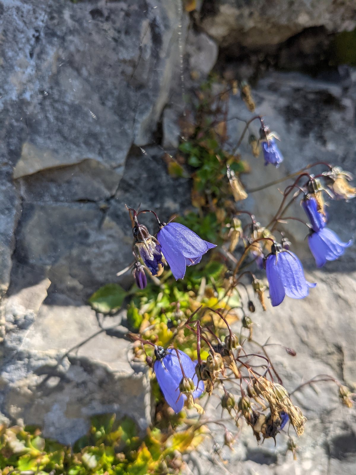 Fairy's thimble
