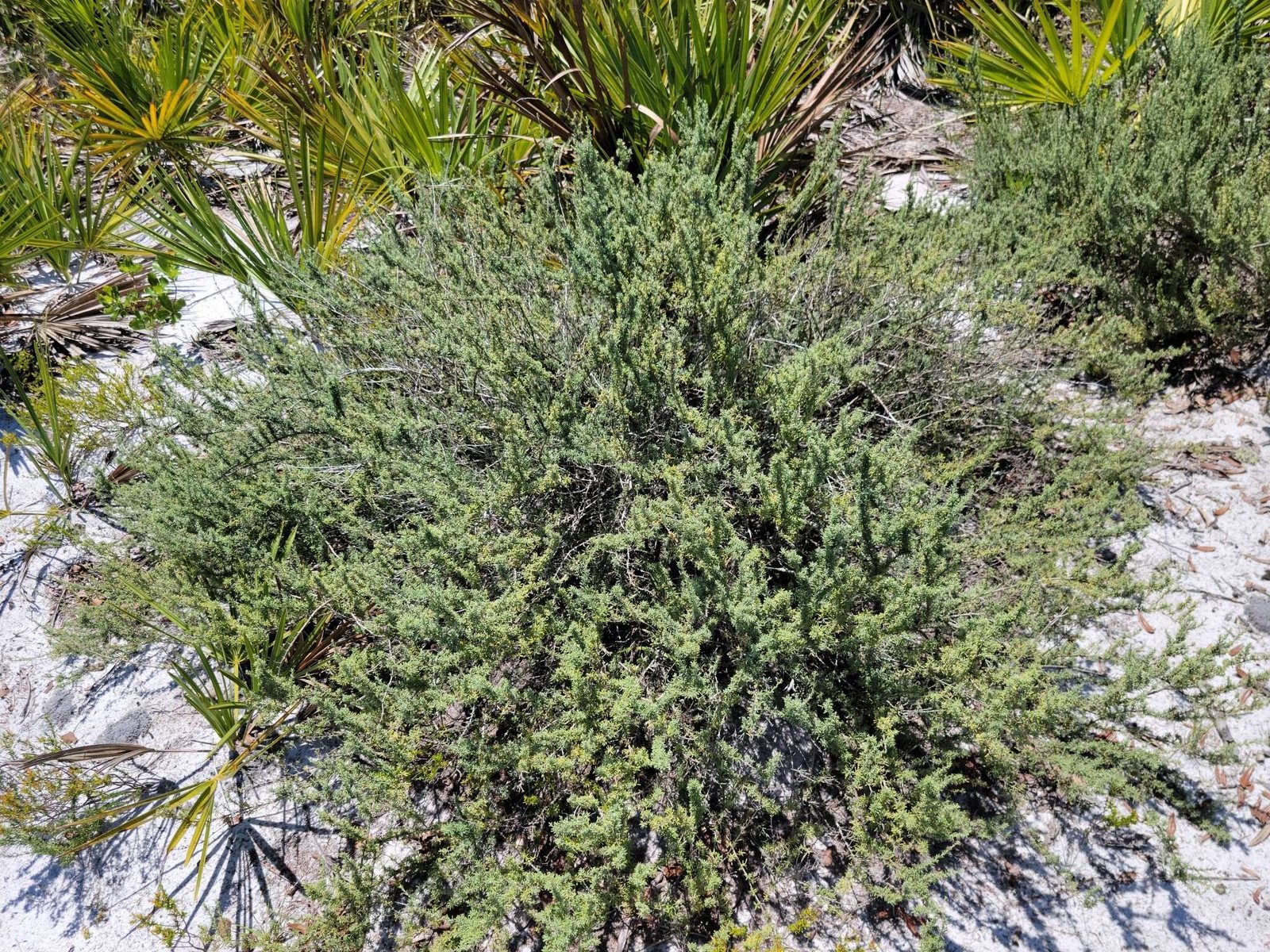 False rosemary