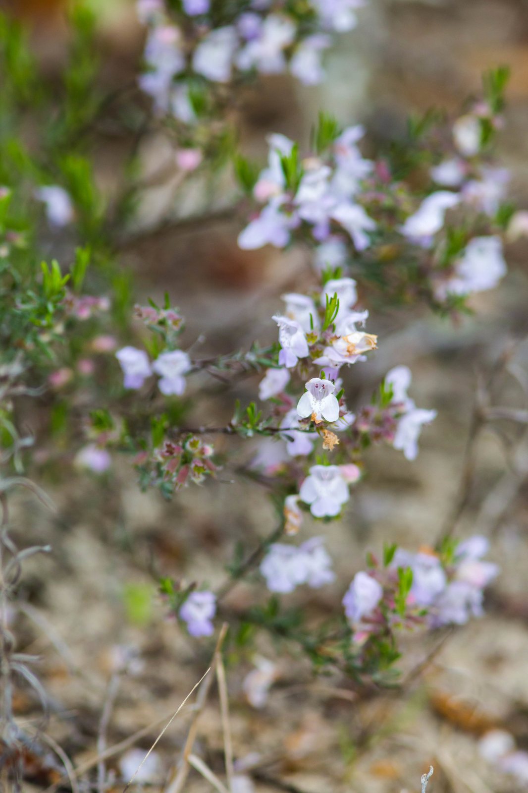 False rosemary