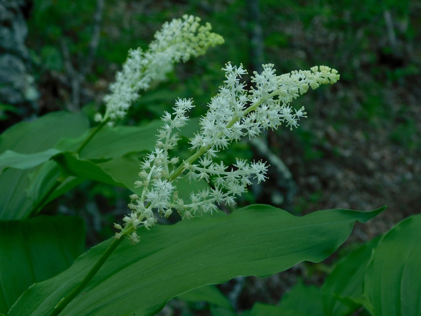 False Solomon's seal