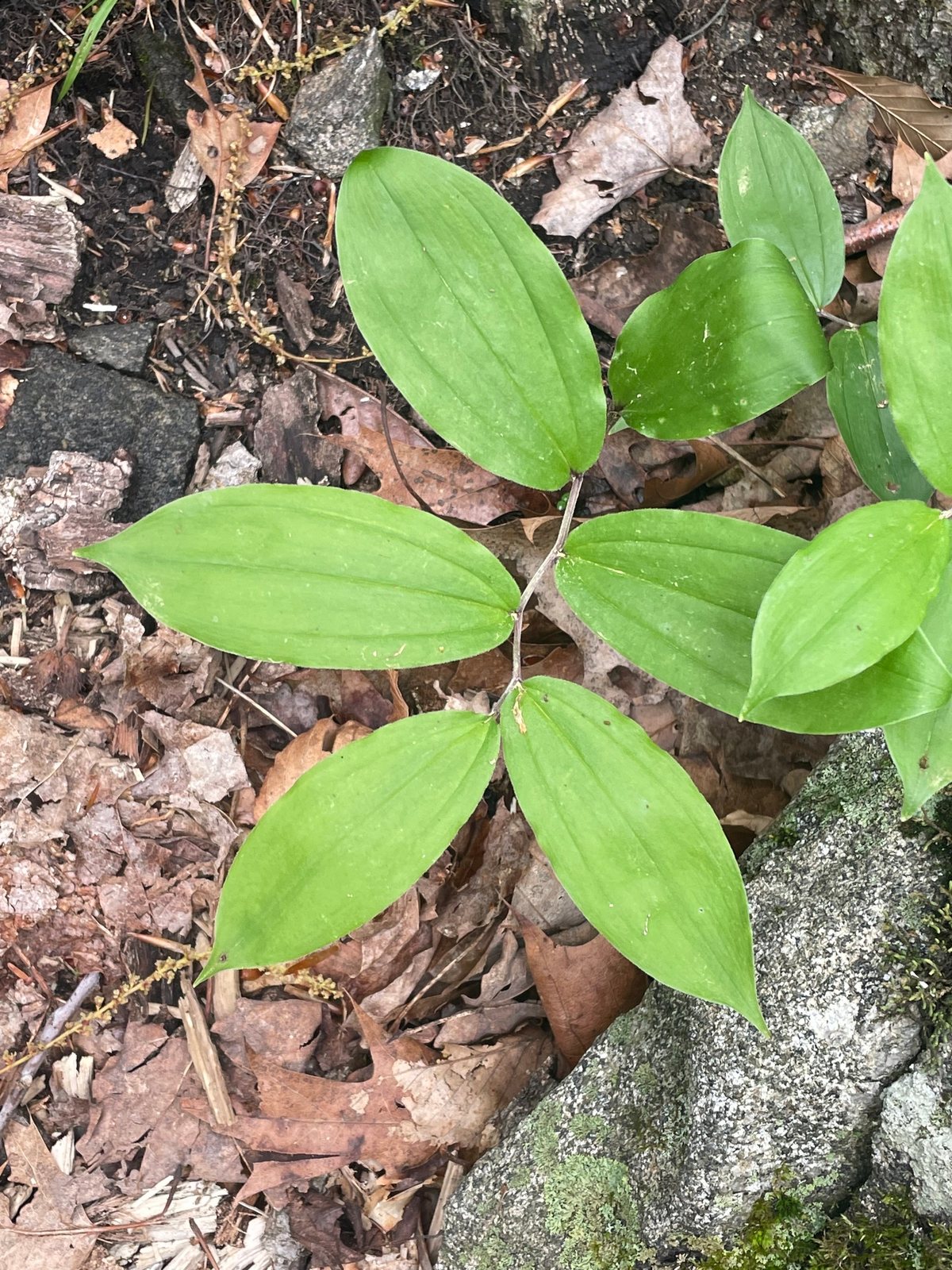 False Solomon's seal