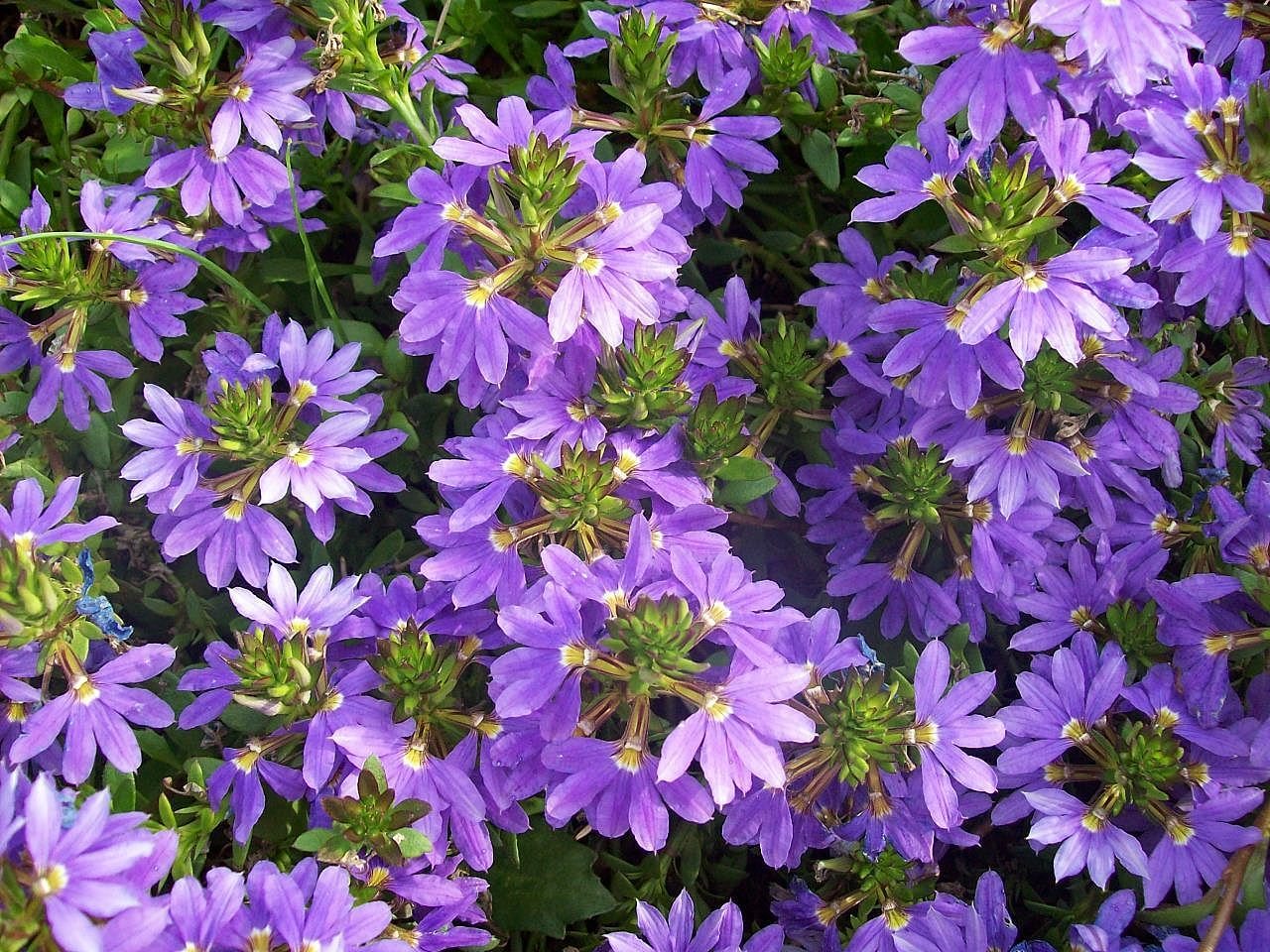 Fan flower