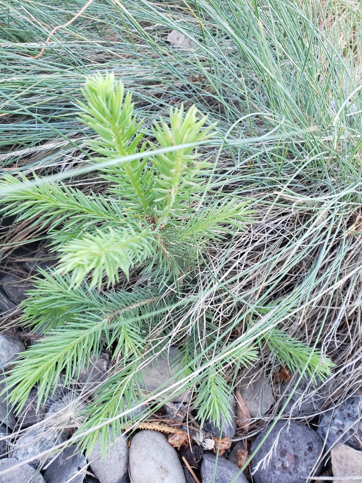 Fat Albert blue spruce