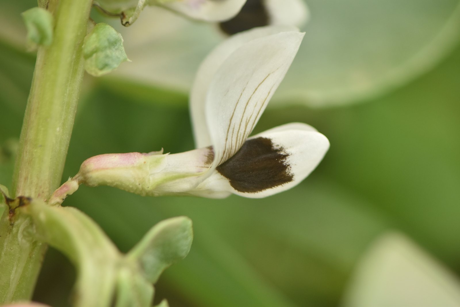 Fava bean (broad bean)