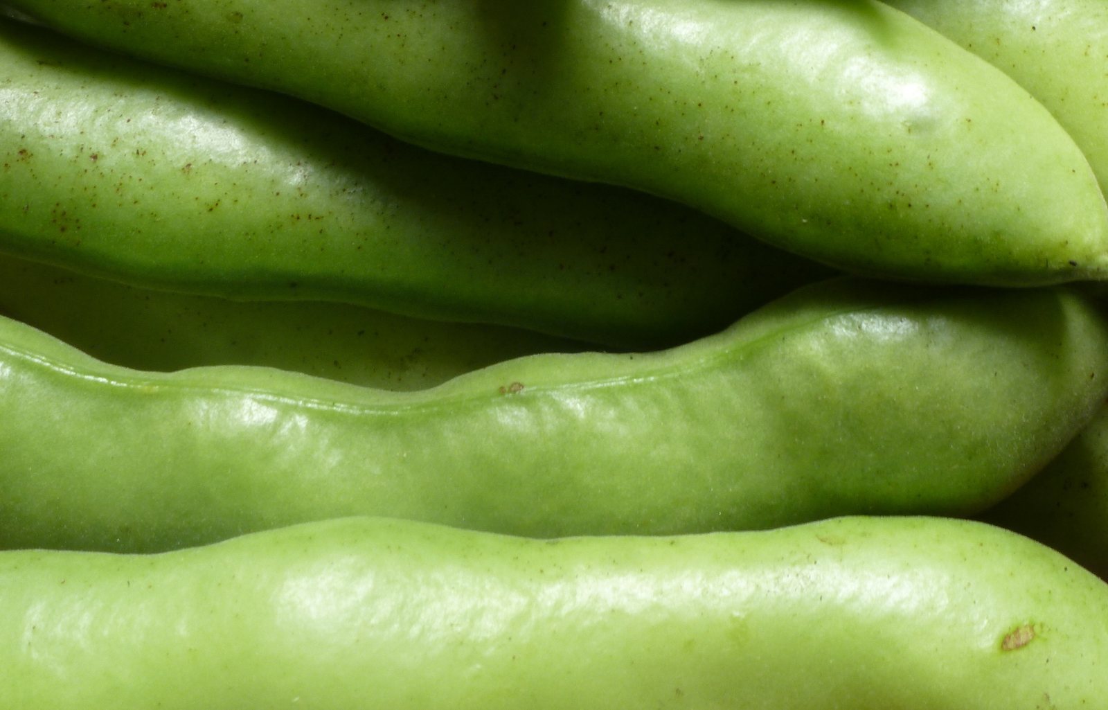 Fava bean (broad bean)