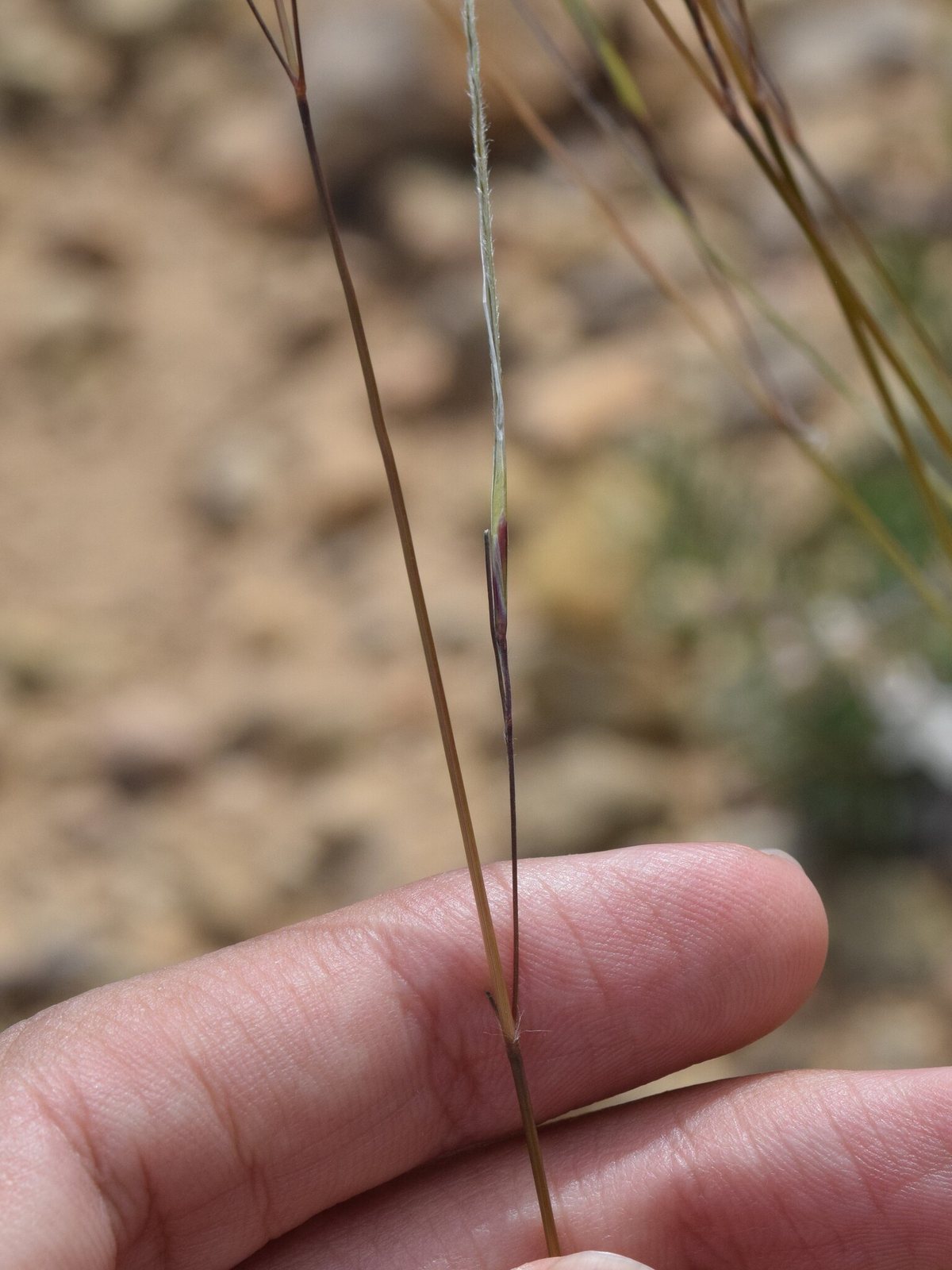Feather grass