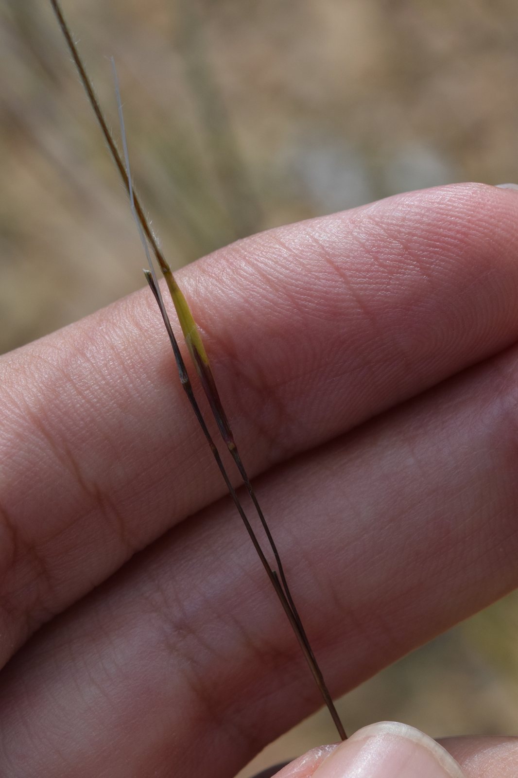 Feather grass