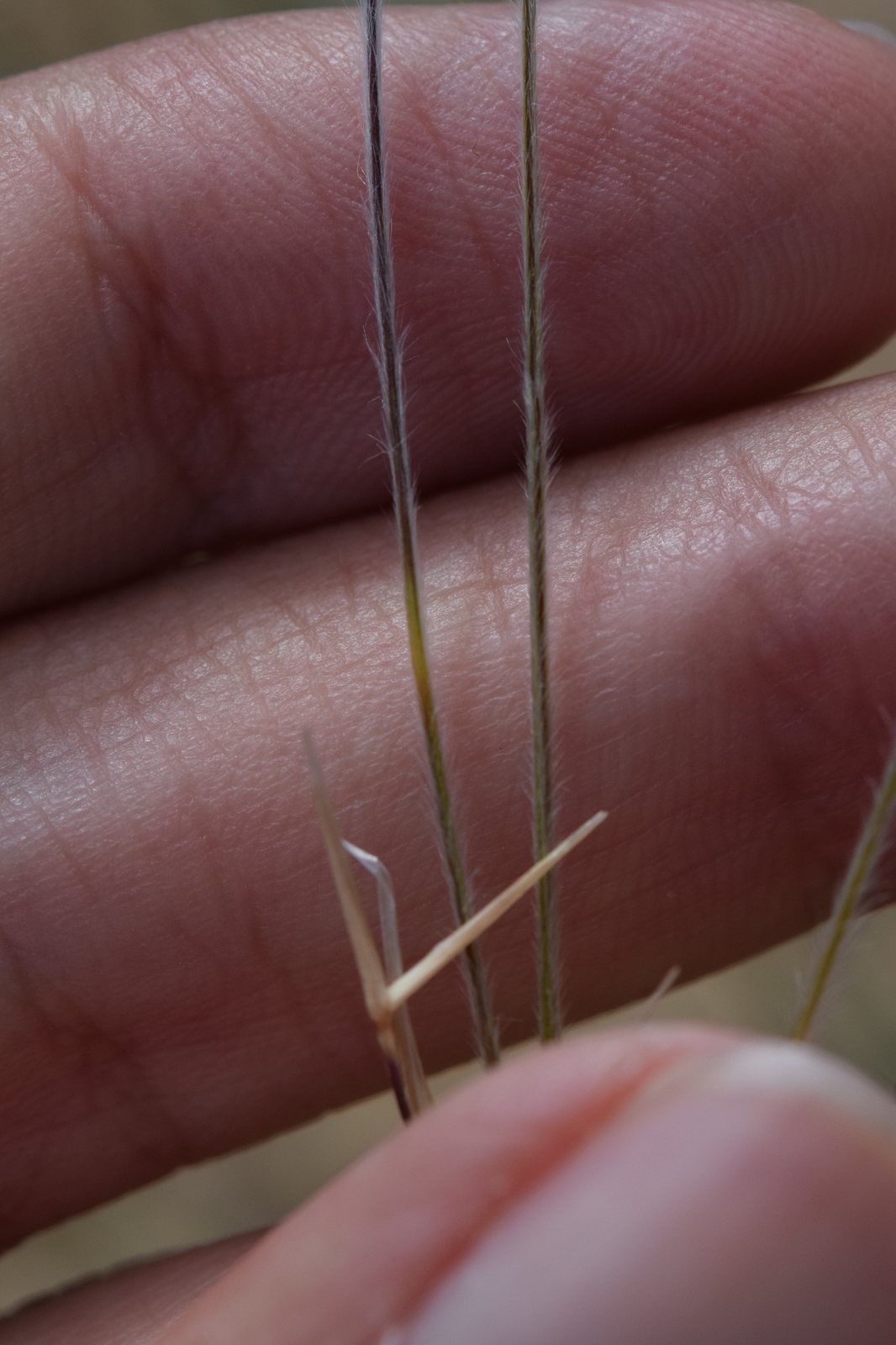 Feather grass