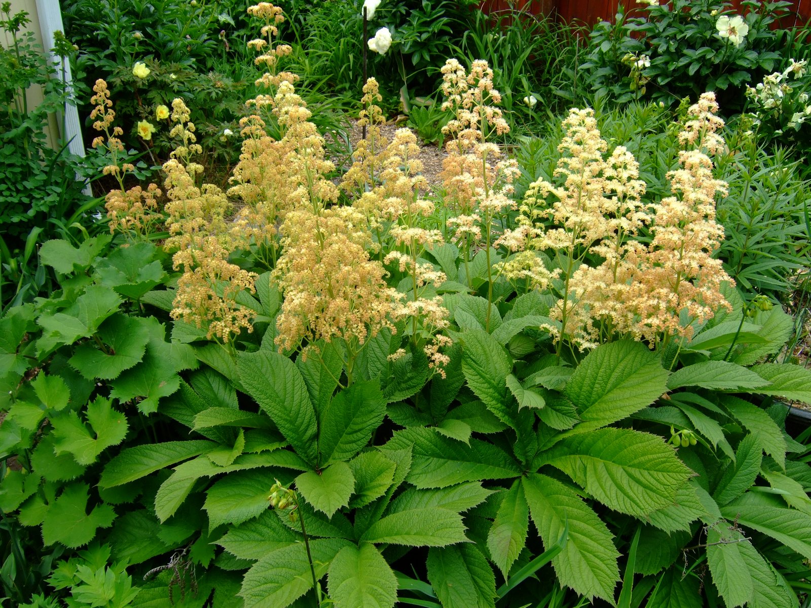 Featherleaf rodgersia