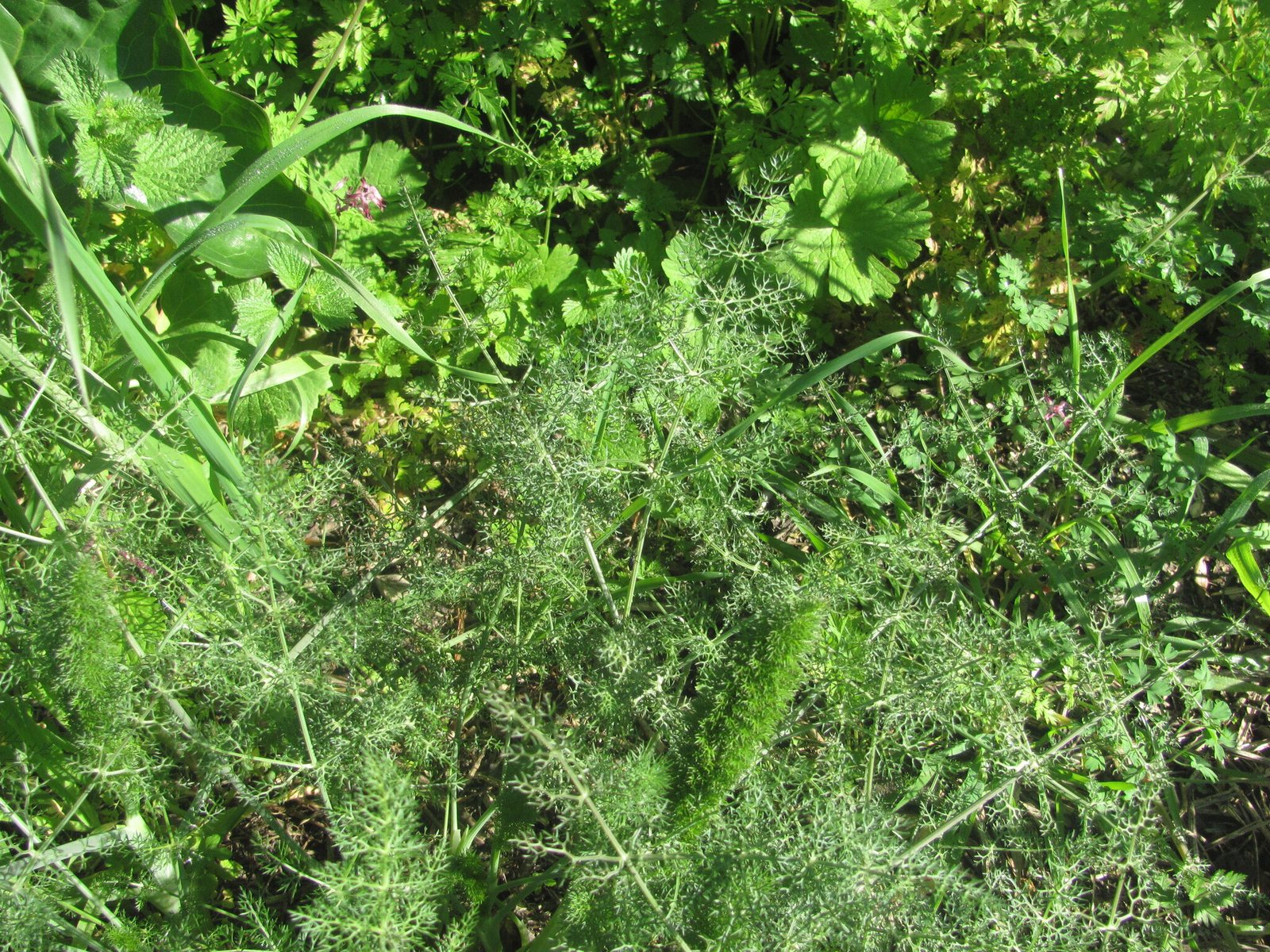 Fennel