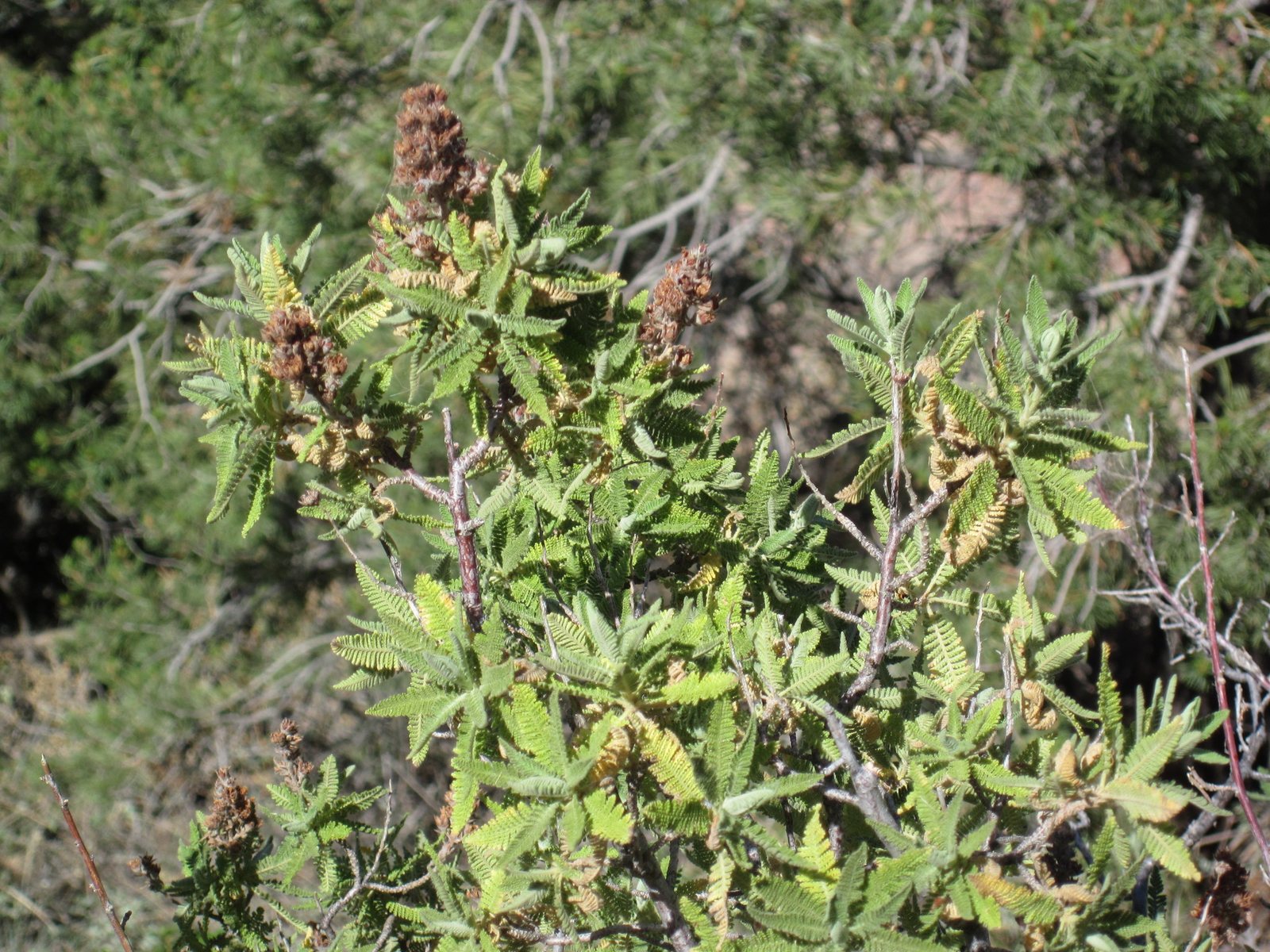 Fernbush