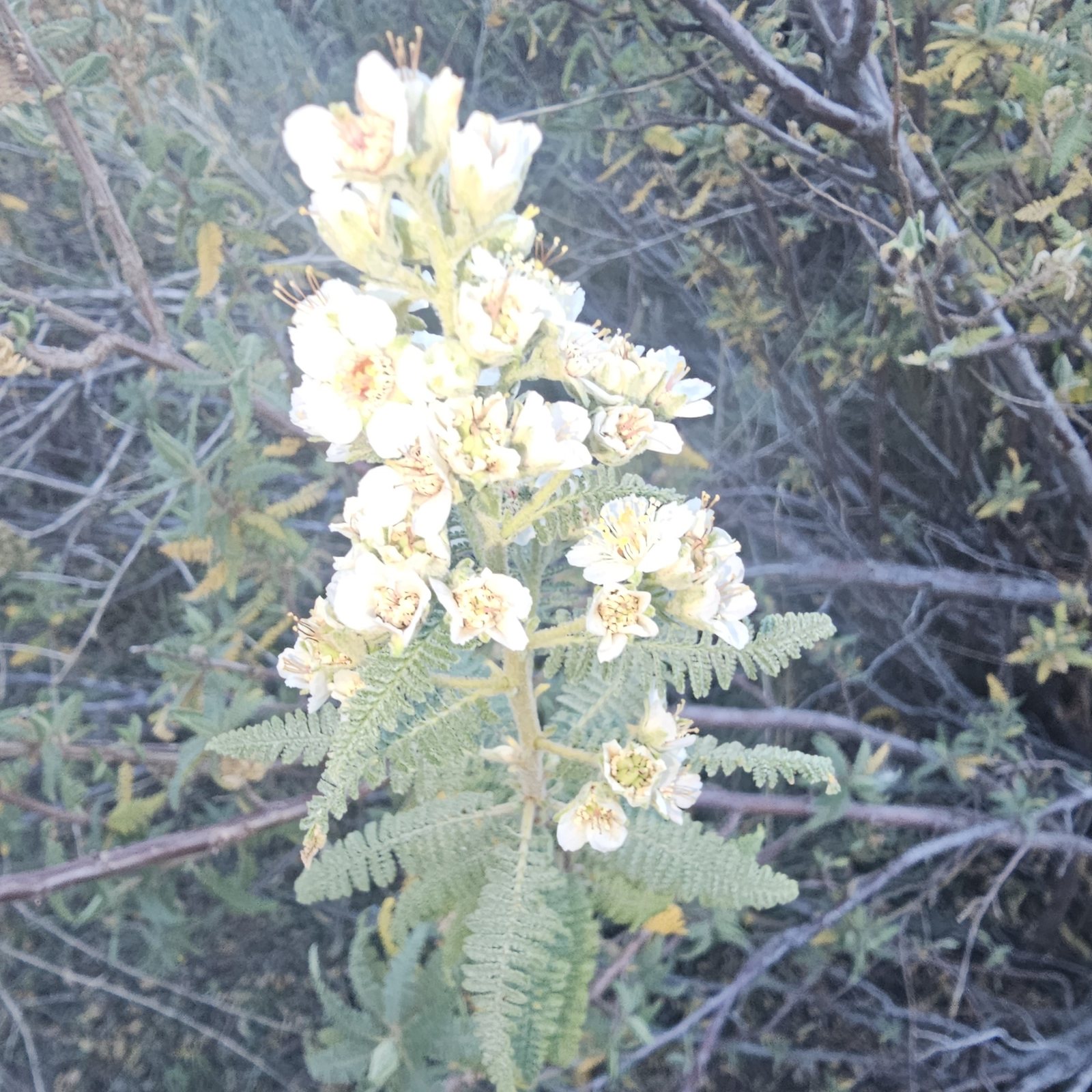 Fernbush