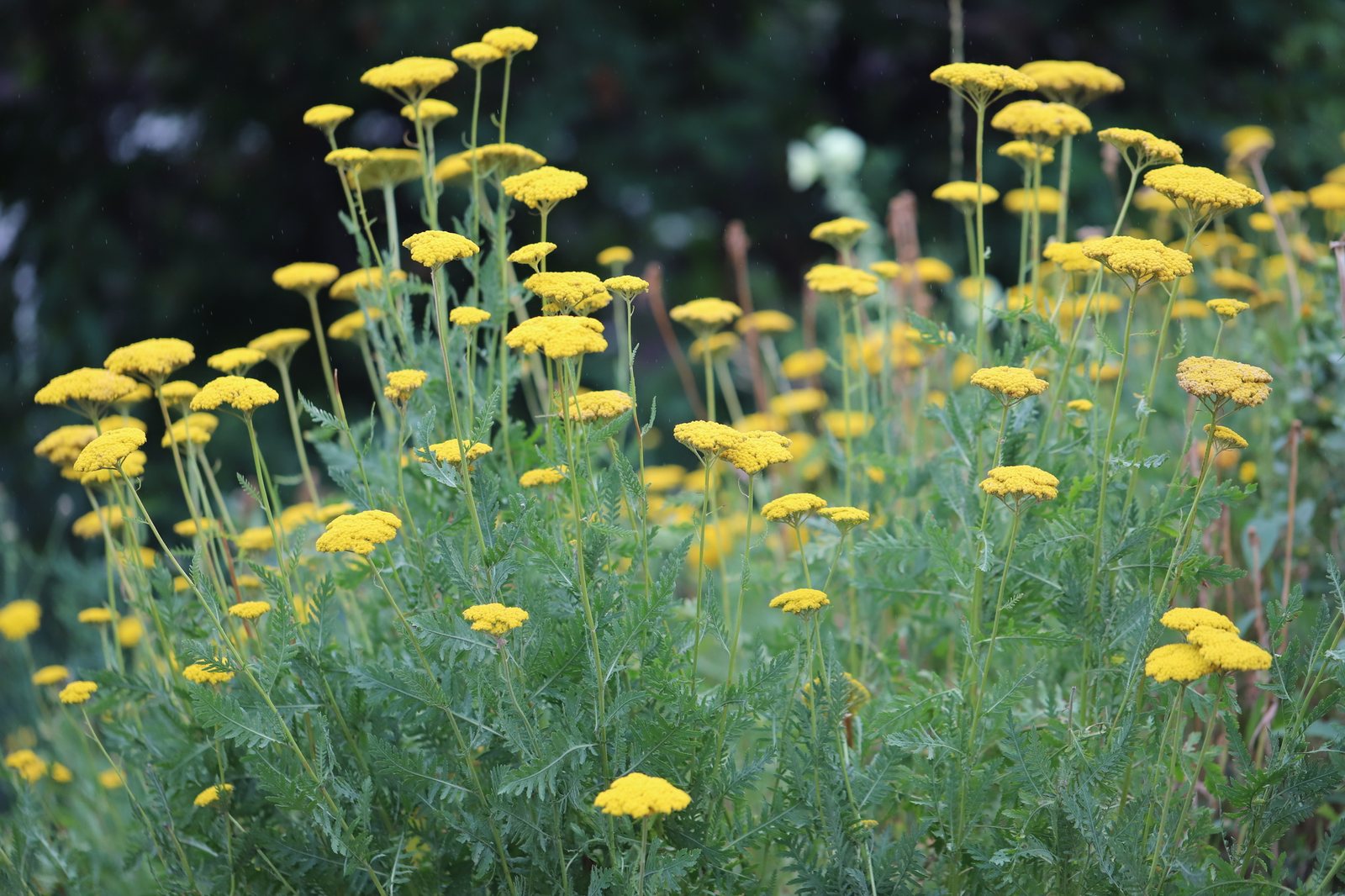 Fernleaf yarrow