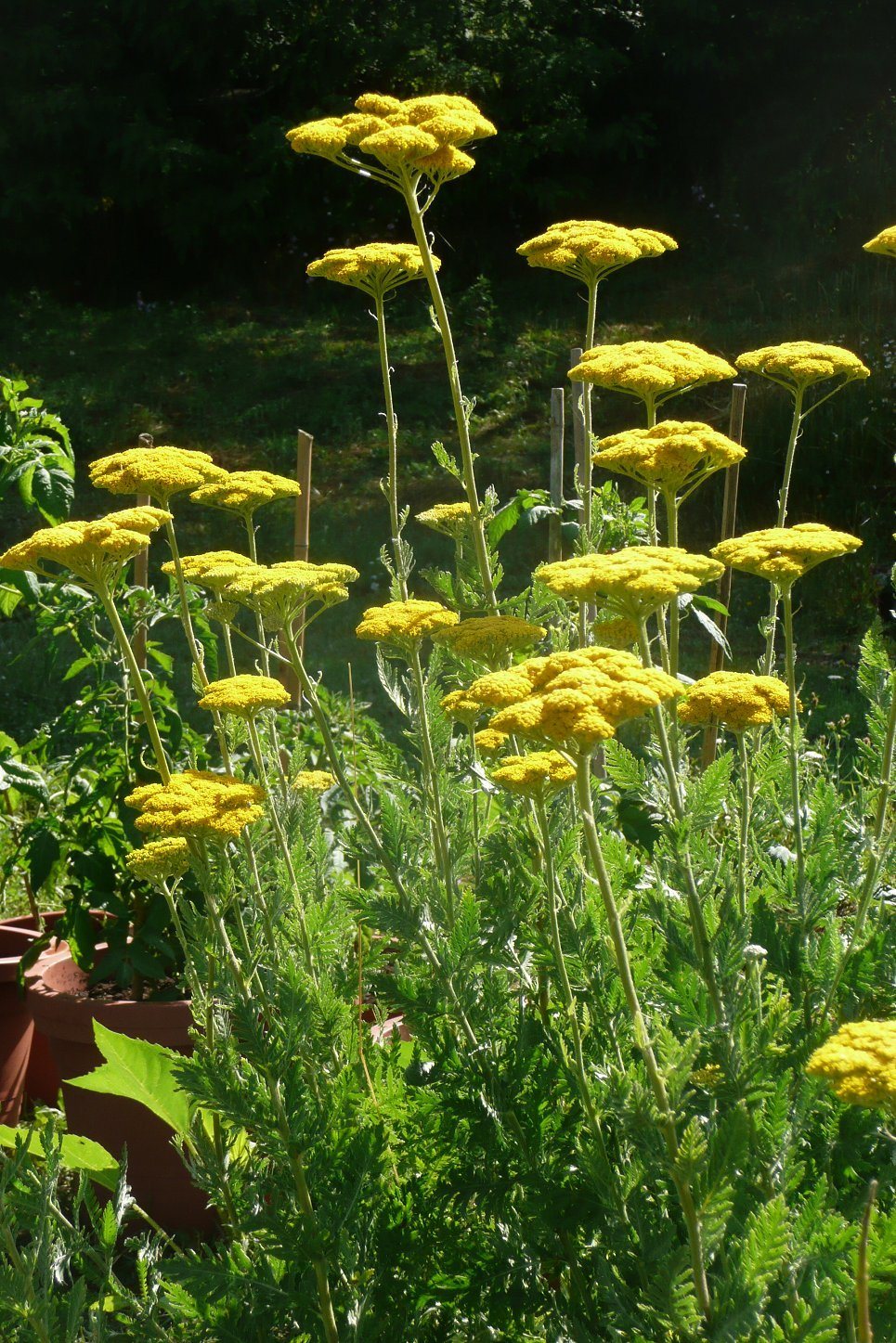 Fernleaf yarrow