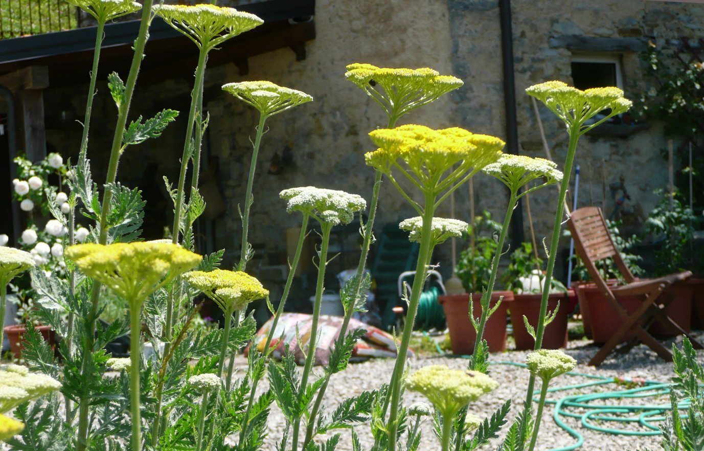 Fernleaf yarrow