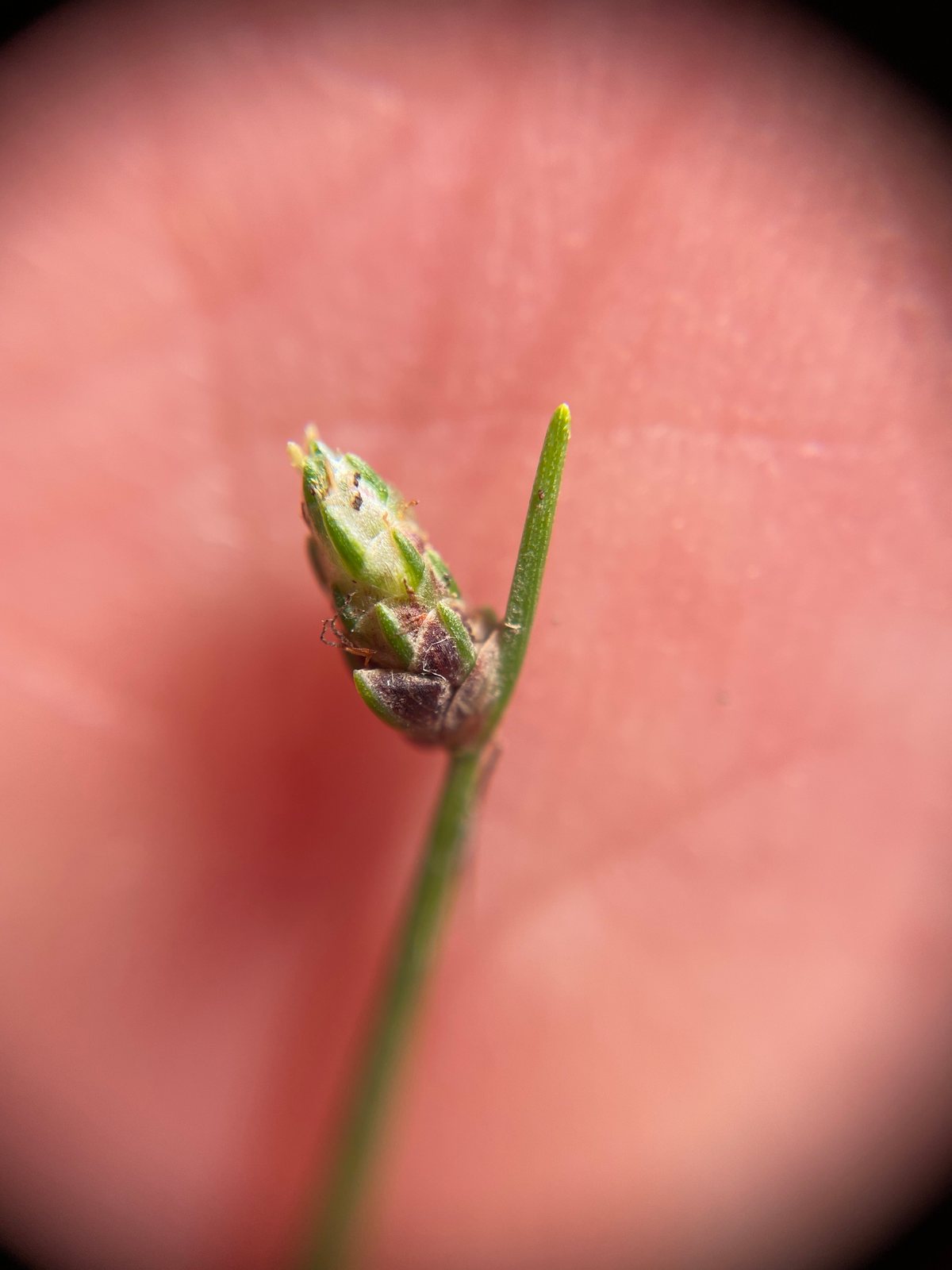 Fiber optic grass