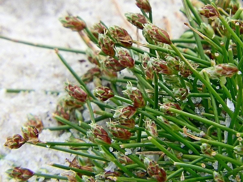 Fiber optic grass